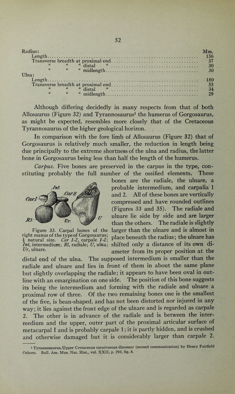 Radius: Mm. Length. 156 Transverse breadth at proximal end. 37 “ “ “ distal “ . 30 “ “ “ midlength. 30 Ulna: Length. 180 Transverse breadth at proximal end. 55 “ “ “ distal “ . 34 “ “ “ midlength. 29 Although differing decidedly in many respects from that of both Allosaurus (Figure 32) and Tyrannosaurus1 the humerus of Gorgosaurus, as might be expected, resembles more closely that of the Cretaceous Tyrannosaurus of the higher geological horizon. In comparison with the fore limb of Allosaurus (Figure 32) that of Gorgosaurus is relatively much smaller, the reduction in length being due principally to the extreme shortness of the ulna and radius, the latter bone in Gorgosaurus being less than half the length of the humerus. Carpus. Five bones are preserved in the carpus in the type, con¬ stituting probably the full number of the ossified elements. These bones are the radiale, the ulnare, a probable intermedium, and carpalia 1 and 2. All of these bones are vertically compressed and have rounded outlines (Figures 33 and 35). The radiale and ulnare lie side by side and are larger than the others. The radiale is slightly Figure 33. Carpal bones of the larger than the ulnare and is almost in place beneath theradms; the ulnare has Int, intermedium; Rl, radiale; U, ulna; shifted only a distance of its own di- Ur, ulnare. ameter from its proper position at the distal end of the ulna. The supposed intermedium is smaller than the radiale and ulnare and lies in front of them in about the same plane but slightly overlapping the radiale; it appears to have been oval in out¬ line with an emargination on one side. The position of this bone suggests its being the intermedium and forming with the radiale and ulnare a proximal row of three. Of the two remaining bones one is the smallest of the five, is bean-shaped, and has not been distorted nor injured in any way; it lies against the front edge of the ulnare and is regarded as carpale 2. The other is in advance of the radiale and is between the inter¬ medium and the upper, outer part of the proximal articular surface of metacarpal I and is probably carpale 1; it is partly hidden, and is crushed and otherwise damaged but it is considerably larger than carpale 2. 1 Tyrannosaurus, Upper Cretaceous carnivorous dinosaur (second communication) by Henry Fairfield Osborn. Bull. Am. Mus. Nat. Hist., vol. XXII, p. 293, fig. 8.