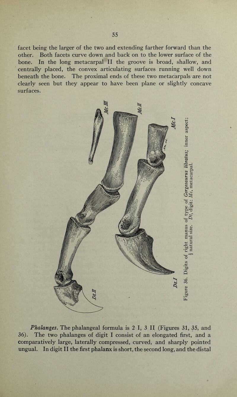 55 facet being the larger of the two and extending farther forward than the other. Both facets curve down and back on to the lower surface of the bone. In the long metacarpal II the groove is broad, shallow, and centrally placed, the convex articulating surfaces running well down beneath the bone. The proximal ends of these two metacarpals are not clearly seen but they appear to have been plane or slightly concave surfaces. Phalanges. The phalangeal formula is 2 I, 3 II (Figures 31, 35, and 36). The two phalanges of digit I consist of an elongated first, and a comparatively large, laterally compressed, curved, and sharply pointed