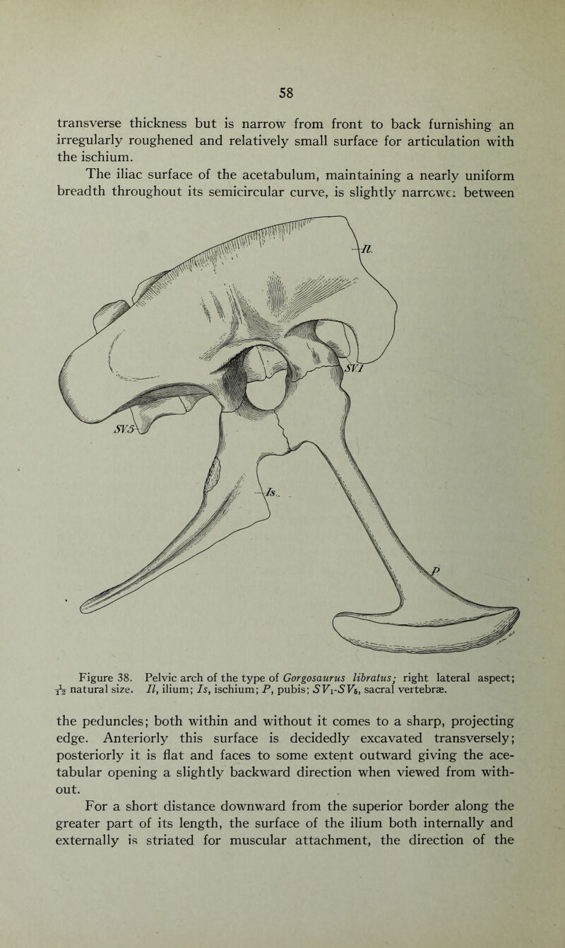 transverse thickness but is narrow from front to back furnishing an irregularly roughened and relatively small surface for articulation with the ischium. The iliac surface of the acetabulum, maintaining a nearly uniform breadth throughout its semicircular curve, is slightly narrowe; between Figure 38. Pelvic arch of the type of Gorgosaurus libratus; right lateral aspect; A natural size. II, ilium; Is, ischium; P, pubis; .SF1-SF6, sacral vertebrae. the peduncles; both within and without it comes to a sharp, projecting edge. Anteriorly this surface is decidedly excavated transversely; posteriorly it is flat and faces to some extent outward giving the ace¬ tabular opening a slightly backward direction when viewed from with¬ out. For a short distance downward from the superior border along the greater part of its length, the surface of the ilium both internally and externally is striated for muscular attachment, the direction of the