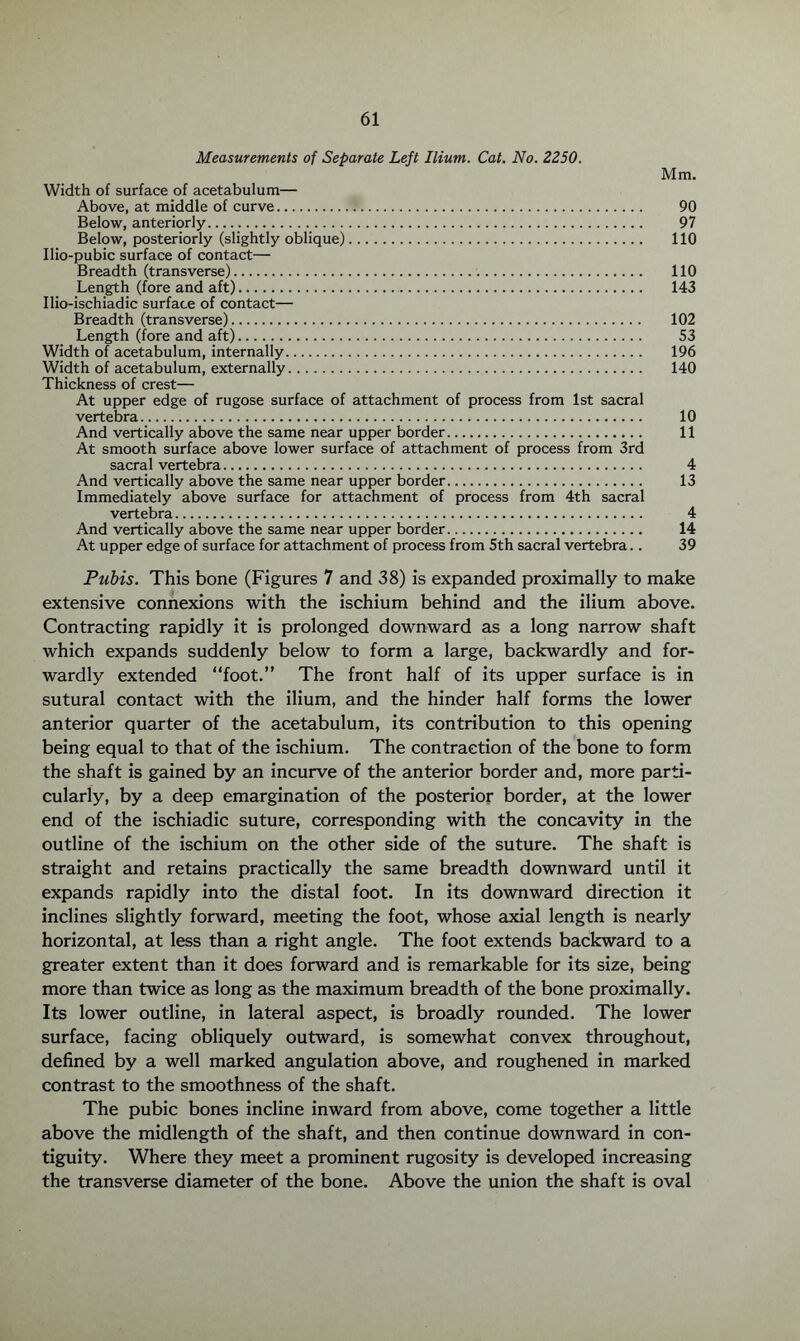 Measurements of Separate Left Ilium. Cat. No. 2250. Mm. Width of surface of acetabulum— Above, at middle of curve. 90 Below, anteriorly. 97 Below, posteriorly (slightly oblique). 110 Ilio-pubic surface of contact— Breadth (transverse)... 110 Length (fore and aft). 143 Ilio-ischiadic surface of contact— Breadth (transverse). 102 Length (fore and aft). 53 Width of acetabulum, internally. 196 Width of acetabulum, externally. 140 Thickness of crest— At upper edge of rugose surface of attachment of process from 1st sacral vertebra. 10 And vertically above the same near upper border. 11 At smooth surface above lower surface of attachment of process from 3rd sacral vertebra. 4 And vertically above the same near upper border. 13 Immediately above surface for attachment of process from 4th sacral vertebra. 4 And vertically above the same near upper border. 14 At upper edge of surface for attachment of process from 5th sacral vertebra.. 39 Pubis. This bone (Figures 7 and 38) is expanded proximally to make extensive connexions with the ischium behind and the ilium above. Contracting rapidly it is prolonged downward as a long narrow shaft which expands suddenly below to form a large, backwardly and for¬ wardly extended “foot.” The front half of its upper surface is in sutural contact with the ilium, and the hinder half forms the lower anterior quarter of the acetabulum, its contribution to this opening being equal to that of the ischium. The contraction of the bone to form the shaft is gained by an incurve of the anterior border and, more parti¬ cularly, by a deep emargination of the posterior border, at the lower end of the ischiadic suture, corresponding with the concavity in the outline of the ischium on the other side of the suture. The shaft is straight and retains practically the same breadth downward until it expands rapidly into the distal foot. In its downward direction it inclines slightly forward, meeting the foot, whose axial length is nearly horizontal, at less than a right angle. The foot extends backward to a greater extent than it does forward and is remarkable for its size, being more than twice as long as the maximum breadth of the bone proximally. Its lower outline, in lateral aspect, is broadly rounded. The lower surface, facing obliquely outward, is somewhat convex throughout, defined by a well marked angulation above, and roughened in marked contrast to the smoothness of the shaft. The pubic bones incline inward from above, come together a little above the midlength of the shaft, and then continue downward in con¬ tiguity. Where they meet a prominent rugosity is developed increasing the transverse diameter of the bone. Above the union the shaft is oval
