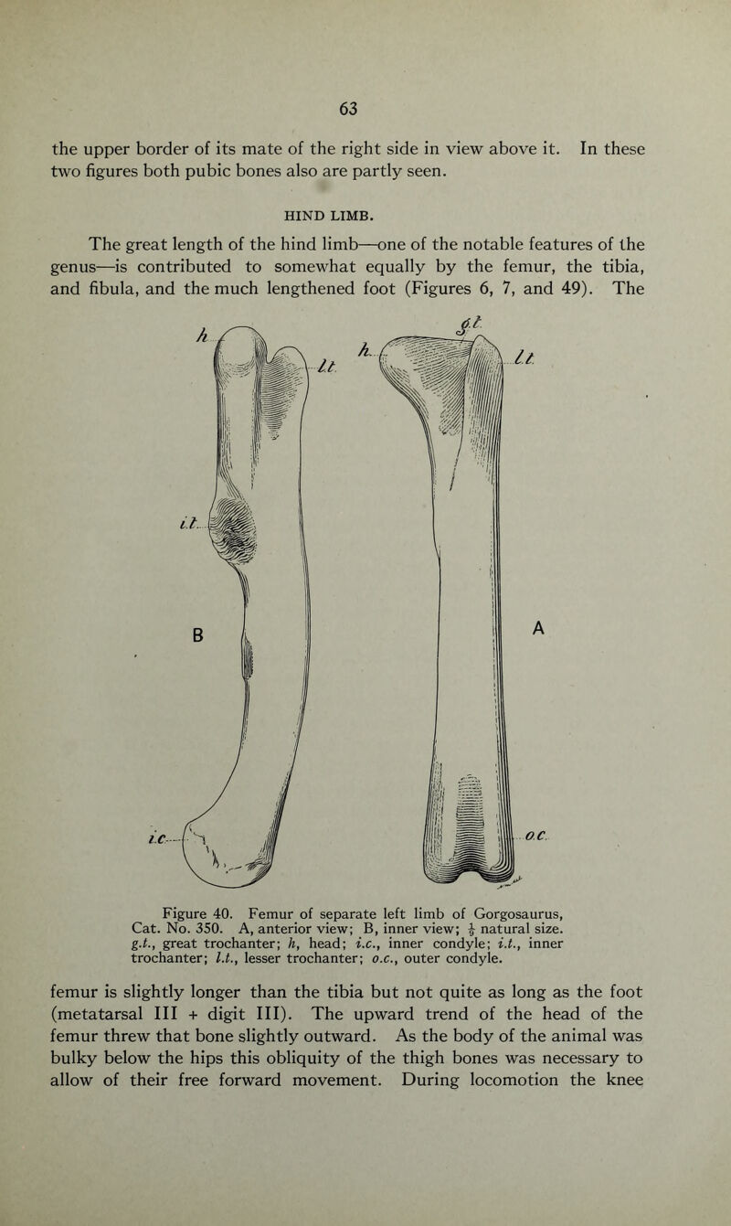 the upper border of its mate of the right side in view above it. In these two figures both pubic bones also are partly seen. HIND LIMB. The great length of the hind limb—one of the notable features of the genus—is contributed to somewhat equally by the femur, the tibia, and fibula, and the much lengthened foot (Figures 6, 7, and 49). The Figure 40. Femur of separate left limb of Gorgosaurus, Cat. No. 350. A, anterior view; B, inner view; £ natural size. g.t., great trochanter; h, head; i.c., inner condyle; i.t., inner trochanter; l.t., lesser trochanter; o.c., outer condyle. femur is slightly longer than the tibia but not quite as long as the foot (metatarsal III + digit III). The upward trend of the head of the femur threw that bone slightly outward. As the body of the animal was bulky below the hips this obliquity of the thigh bones was necessary to allow of their free forward movement. During locomotion the knee