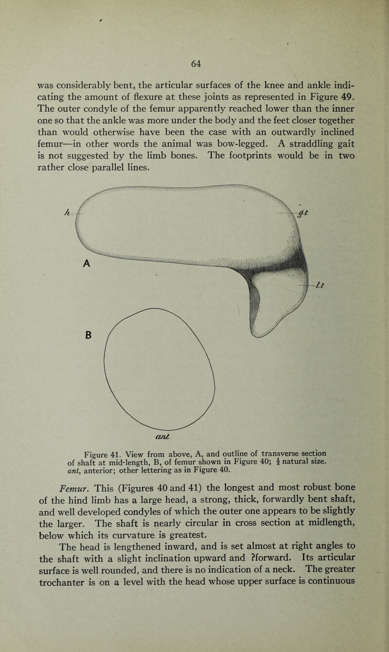 was considerably bent, the articular surfaces of the knee and ankle indi¬ cating the amount of flexure at these joints as represented in Figure 49. The outer condyle of the femur apparently reached lower than the inner one so that the ankle was more under the body and the feet closer together than would otherwise have been the case with an outwardly inclined femur—in other words the animal was bow-legged. A straddling gait is not suggested by the limb bones. The footprints would be in two rather close parallel lines. ant Figure 41. View from above, A, and outline of transverse section of shaft at mid-length, B, of femur shown in Figure 40; 1 natural size. ant, anterior; other lettering as in Figure 40. Femur. This (Figures 40 and 41) the longest and most robust bone of the hind limb has a large head, a strong, thick, forwardly bent shaft, and well developed condyles of which the outer one appears to be slightly the larger. The shaft is nearly circular in cross section at midlength, below which its curvature is greatest. The head is lengthened inward, and is set almost at right angles to the shaft with a slight inclination upward and Pforward. Its articular surface is well rounded, and there is no indication of a neck. The greater trochanter is on a level with the head whose upper surface is continuous