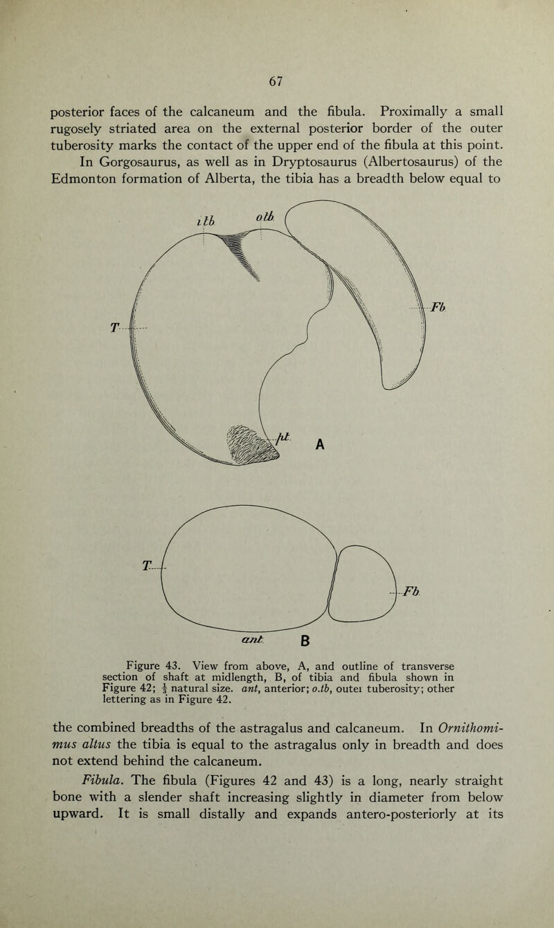 posterior faces of the calcaneum and the fibula. Proximally a small rugosely striated area on the external posterior border of the outer tuberosity marks the contact of the upper end of the fibula at this point. In Gorgosaurus, as well as in Dryptosaurus (Albertosaurus) of the Edmonton formation of Alberta, the tibia has a breadth below equal to Figure 43. View from above, A, and outline of transverse section of shaft at midlength, B, of tibia and fibula shown in Figure 42; | natural size, ant, anterior; o.tb, outei tuberosity; other lettering as in Figure 42. the combined breadths of the astragalus and calcaneum. In Ornithomi- mus altus the tibia is equal to the astragalus only in breadth and does not extend behind the calcaneum. Fibula. The fibula (Figures 42 and 43) is a long, nearly straight bone with a slender shaft increasing slightly in diameter from below upward. It is small distally and expands antero-posteriorly at its