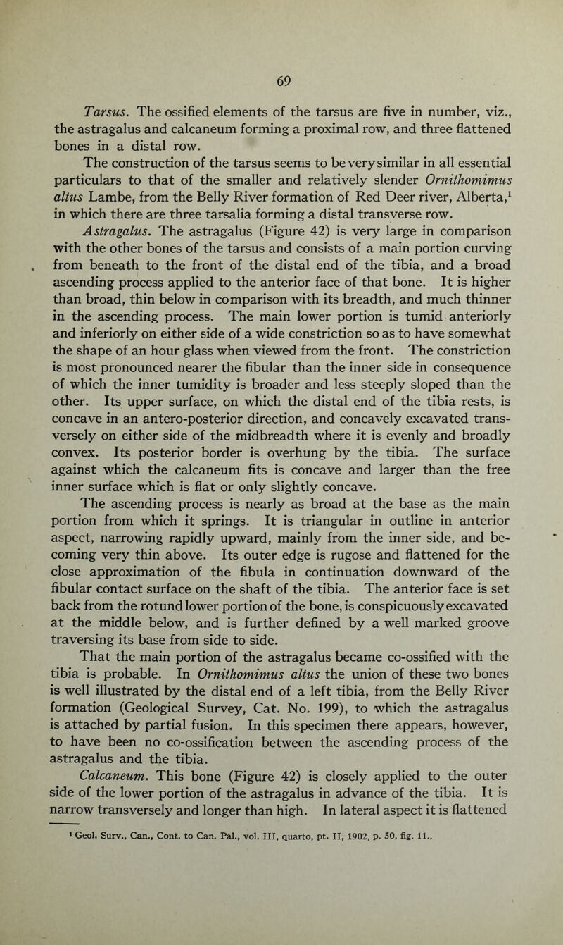 Tarsus. The ossified elements of the tarsus are five in number, viz., the astragalus and calcaneum forming a proximal row, and three flattened bones in a distal row. The construction of the tarsus seems to be very similar in all essential particulars to that of the smaller and relatively slender Ornithomimus altus Lambe, from the Belly River formation of Red Deer river, Alberta,1 in which there are three tarsalia forming a distal transverse row. Astragalus. The astragalus (Figure 42) is very large in comparison with the other bones of the tarsus and consists of a main portion curving from beneath to the front of the distal end of the tibia, and a broad ascending process applied to the anterior face of that bone. It is higher than broad, thin below in comparison with its breadth, and much thinner in the ascending process. The main lower portion is tumid anteriorly and inferiorly on either side of a wide constriction so as to have somewhat the shape of an hour glass when viewed from the front. The constriction is most pronounced nearer the fibular than the inner side in consequence of which the inner tumidity is broader and less steeply sloped than the other. Its upper surface, on which the distal end of the tibia rests, is concave in an antero-posterior direction, and concavely excavated trans¬ versely on either side of the midbreadth where it is evenly and broadly convex. Its posterior border is overhung by the tibia. The surface against which the calcaneum fits is concave and larger than the free inner surface which is flat or only slightly concave. The ascending process is nearly as broad at the base as the main portion from which it springs. It is triangular in outline in anterior aspect, narrowing rapidly upward, mainly from the inner side, and be¬ coming very thin above. Its outer edge is rugose and flattened for the close approximation of the fibula in continuation downward of the fibular contact surface on the shaft of the tibia. The anterior face is set back from the rotund lower portion of the bone, is conspicuously excavated at the middle below, and is further defined by a well marked groove traversing its base from side to side. That the main portion of the astragalus became co-ossified with the tibia is probable. In Ornithomimus altus the union of these two bones is well illustrated by the distal end of a left tibia, from the Belly River formation (Geological Survey, Cat. No. 199), to which the astragalus is attached by partial fusion. In this specimen there appears, however, to have been no co-ossification between the ascending process of the astragalus and the tibia. Calcaneum. This bone (Figure 42) is closely applied to the outer side of the lower portion of the astragalus in advance of the tibia. It is narrow transversely and longer than high. In lateral aspect it is flattened 1 Geol. Surv., Can., Cont. to Can. Pal., vol. Ill, quarto, pt. II, 1902, p. SO, fig. 11..