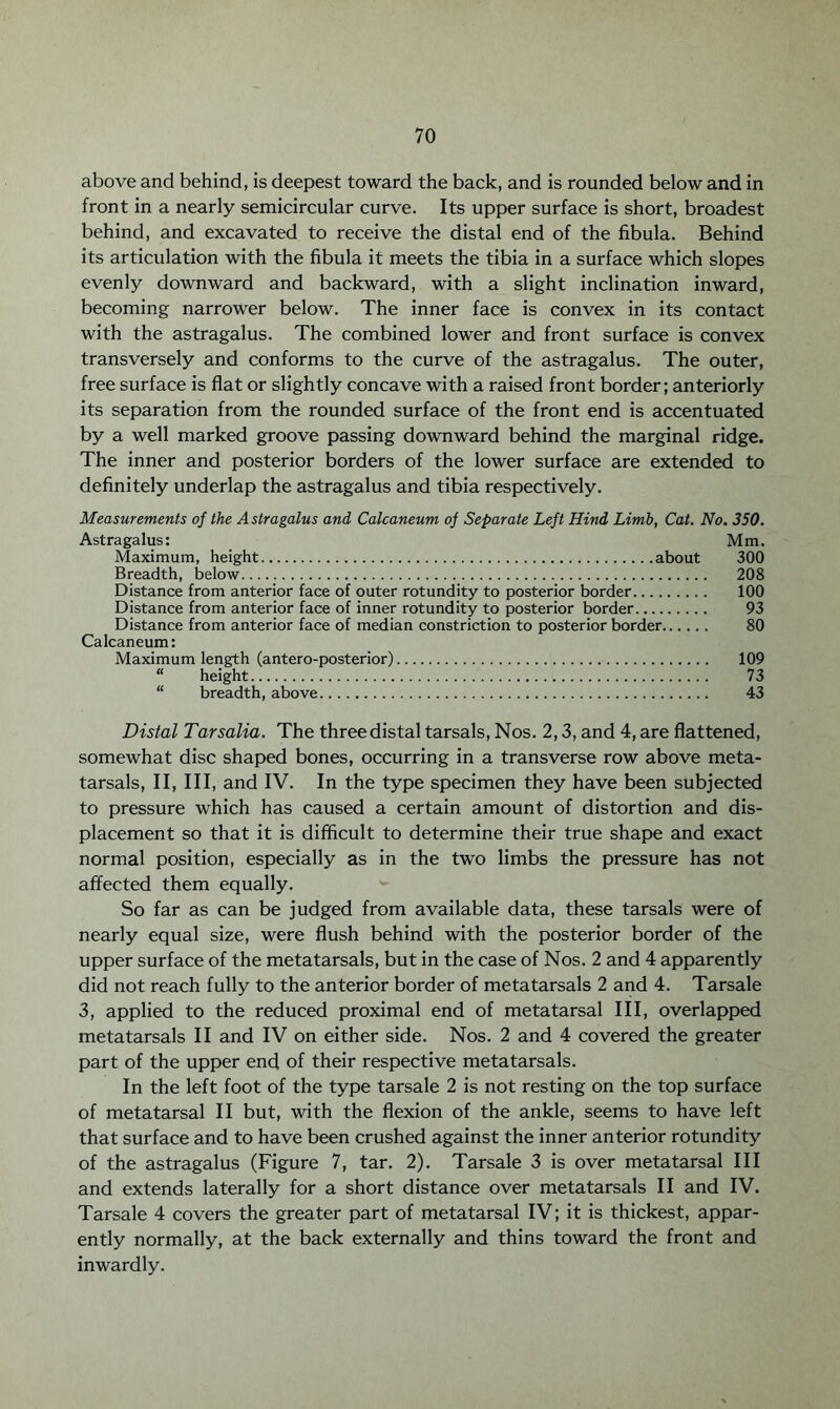 above and behind, is deepest toward the back, and is rounded below and in front in a nearly semicircular curve. Its upper surface is short, broadest behind, and excavated to receive the distal end of the fibula. Behind its articulation with the fibula it meets the tibia in a surface which slopes evenly downward and backward, with a slight inclination inward, becoming narrower below. The inner face is convex in its contact with the astragalus. The combined lower and front surface is convex transversely and conforms to the curve of the astragalus. The outer, free surface is flat or slightly concave with a raised front border; anteriorly its separation from the rounded surface of the front end is accentuated by a well marked groove passing downward behind the marginal ridge. The inner and posterior borders of the lower surface are extended to definitely underlap the astragalus and tibia respectively. Measurements of the Astragalus and Calcaneum of Separate Left Hind Limb, Cat. No. 350. Astragalus: Mm. Maximum, height.about 300 Breadth, below. 208 Distance from anterior face of outer rotundity to posterior border. 100 Distance from anterior face of inner rotundity to posterior border. 93 Distance from anterior face of median constriction to posterior border. 80 Calcaneum: Maximum length (antero-posterior). 109 “ height. 73 “ breadth, above. 43 Distal Tarsalia. The three distal tarsals, Nos. 2,3, and 4, are flattened, somewhat disc shaped bones, occurring in a transverse row above meta¬ tarsals, II, III, and IV. In the type specimen they have been subjected to pressure which has caused a certain amount of distortion and dis¬ placement so that it is difficult to determine their true shape and exact normal position, especially as in the two limbs the pressure has not affected them equally. So far as can be judged from available data, these tarsals were of nearly equal size, were flush behind with the posterior border of the upper surface of the metatarsals, but in the case of Nos. 2 and 4 apparently did not reach fully to the anterior border of metatarsals 2 and 4. Tarsale 3, applied to the reduced proximal end of metatarsal III, overlapped metatarsals II and IV on either side. Nos. 2 and 4 covered the greater part of the upper end of their respective metatarsals. In the left foot of the type tarsale 2 is not resting on the top surface of metatarsal II but, with the flexion of the ankle, seems to have left that surface and to have been crushed against the inner anterior rotundity of the astragalus (Figure 7, tar. 2). Tarsale 3 is over metatarsal III and extends laterally for a short distance over metatarsals II and IV. Tarsale 4 covers the greater part of metatarsal IV; it is thickest, appar¬ ently normally, at the back externally and thins toward the front and inwardly.