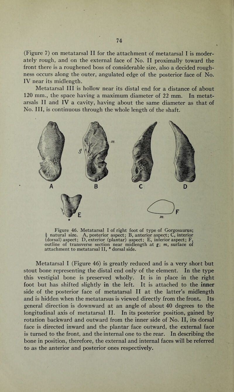 (Figure 7) on metatarsal II for the attachment of metatarsal I is moder¬ ately rough, and on the external face of No. II proximally toward the front there is a roughened boss of considerable size, also a decided rough¬ ness occurs along the outer, angulated edge of the posterior face of No. IV near its midlength. Metatarsal III is hollow near its distal end for a distance of about 120 mm., the space having a maximum diameter of 22 mm. In metat¬ arsals II and IV a cavity, having about the same diameter as that of No. Ill, is continuous through the whole length of the shaft. A B C D * Figure 46. Metatarsal I of right foot of type of Gorgosaurus; f natural size. A, posterior aspect; B, anterior aspect; C, interior (dorsal) aspect; D, exterior (plantar) aspect; E, inferior aspect; F, outline of transverse section near midlength at g; m, surface of attachment to metatarsal II, * dorsal side. Metatarsal I (Figure 46) is greatly reduced and is a very short but stout bone representing the distal end only of the element. In the type this vestigial bone is preserved wholly. It is in place in the right foot but has shifted slightly in the left. It is attached to the inner side of the posterior face of metatarsal II at the latter’s midlength and is hidden when the metatarsus is viewed directly from the front. Its general direction is downward at an angle of about 40 degrees to the longitudinal axis of metatarsal II. In its posterior position, gained by rotation backward and outward from the inner side of No. II, its dorsal face is directed inward and the plantar face outward, the external face is turned to the front, and the internal one to the rear. In describing the bone in position, therefore, the external and internal faces will be referred to as the anterior and posterior ones respectively.