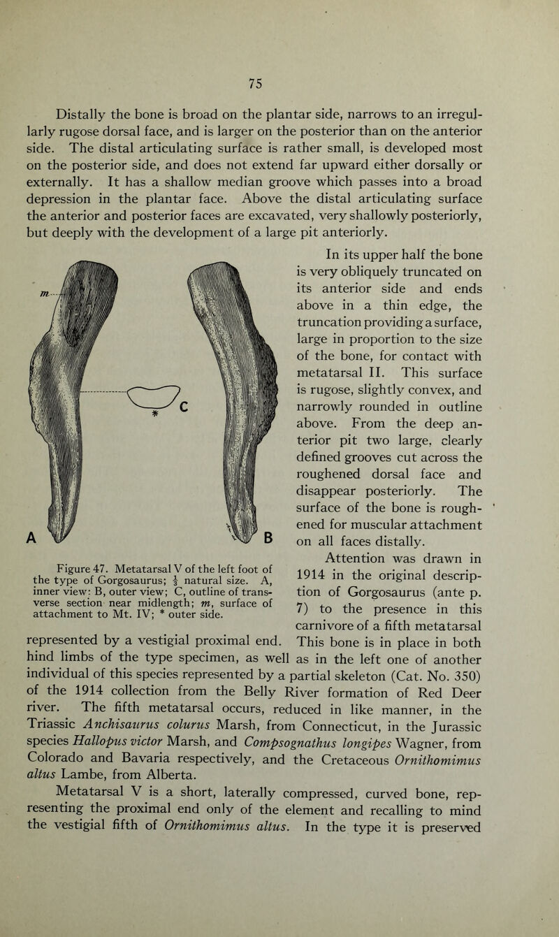 Distally the bone is broad on the plantar side, narrows to an irregul- larly rugose dorsal face, and is larger on the posterior than on the anterior side. The distal articulating surface is rather small, is developed most on the posterior side, and does not extend far upward either dorsally or externally. It has a shallow median groove which passes into a broad depression in the plantar face. Above the distal articulating surface the anterior and posterior faces are excavated, very shallowly posteriorly, but deeply with the development of a large pit anteriorly. In its upper half the bone is very obliquely truncated on its anterior side and ends above in a thin edge, the truncation providing a surface, large in proportion to the size of the bone, for contact with metatarsal II. This surface is rugose, slightly convex, and narrowly rounded in outline above. From the deep an¬ terior pit two large, clearly defined grooves cut across the roughened dorsal face and disappear posteriorly. The surface of the bone is rough¬ ened for muscular attachment on all faces distally. Attention was drawn in 1914 in the original descrip¬ tion of Gorgosaurus (ante p. 7) to the presence in this carnivore of a fifth metatarsal Figure 47. Metatarsal V of the left foot of the type of Gorgosaurus; | natural size. A, inner view: B, outer view; C, outline of trans¬ verse section near midlength; m, surface of attachment to Mt. IV; * outer side. represented by a vestigial proximal end. This bone is in place in both hind limbs of the type specimen, as well as in the left one of another individual of this species represented by a partial skeleton (Cat. No. 350) of the 1914 collection from the Belly River formation of Red Deer river. The fifth metatarsal occurs, reduced in like manner, in the Triassic Anchisaunis colurus Marsh, from Connecticut, in the Jurassic species Hallopus victor Marsh, and Compsognathus longipes Wagner, from Colorado and Bavaria respectively, and the Cretaceous Ornithomimus altus Lambe, from Alberta. Metatarsal V is a short, laterally compressed, curved bone, rep¬ resenting the proximal end only of the element and recalling to mind the vestigial fifth of Ornithomimus altus. In the type it is preserved