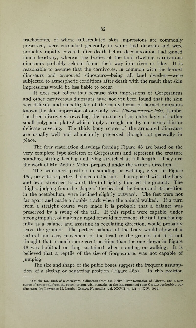 trachodonts, of whose tuberculated skin impressions are commonly preserved, were entombed generally in water laid deposits and were probably rapidly covered after death before decomposition had gained much headway, whereas the bodies of the land dwelling carnivorous dinosaurs probably seldom found their way into river or lake. It is reasonable to assume that the carnivores, in common with the horned dinosaurs and armoured dinosaurs—being all land dwellers—were subjected to atmospheric conditions after death with the result that skin impressions would be less liable to occur. It does not follow that because skin impressions of Gorgosaurus and other carnivorous dinosaurs have not yet been found that the skin was delicate and smooth; for of the many forms of horned dinosaurs known the skin impression of one only, viz., Chasmosaurus belli, Lambe, has been discovered revealing the presence of an outer layer of rather small polygonal plates1 which imply a rough and by no means thin or delicate covering. The thick bony scutes of the armoured dinosaurs are usually well and abundantly preserved though not generally in place. The four restoration drawings forming Figure 48 are based on the very complete type skeleton of Gorgosaurus and represent the creature standing, sitting, feeding, and lying stretched at full length. They are the work of Mr. Arthur Miles, prepared under the writer’s direction. The semi-erect position in standing or walking, given in Figure 48a, provides a perfect balance at the hip. Thus poised with the body and head stretched forward, the tail lightly touched the ground. The thighs, judging from the shape of the head of the femur and its position in the acetabulum, were inclined slightly outward. The feet were not far apart and made a double track when the animal walked. If a turn from a straight course were made it is probable that a balance was preserved by a swring of the tail. If this reptile were capable, under strong impulse, of making a rapid forward movement, the tail, functioning fully as a balance and assisting in regulating direction, would probably leave the ground. The perfect balance of the body would allow of a natural and easy movement of the head to the ground but it is not thought that a much more erect position than the one shown in Figure 48 was habitual or long sustained when standing or walking. It is believed that a reptile of the size of Gorgosaurus was not capable of jumping. The size an,d shape of the pubic bones suggest the frequent assump¬ tion of a sitting or squatting position (Figure 48b). In this position 1 On the fore limb of a carnivorous dinosaur from the Belly River formation of Alberta, and a new genus of ceratopsia from the same horizon, with remarks on the integument of some Cretaceous herbivorous dinosaurs, by Lawrence M. Lambe; Ottawa Naturalist, vol. XXVII, p. 131, p. XIV, 1914.