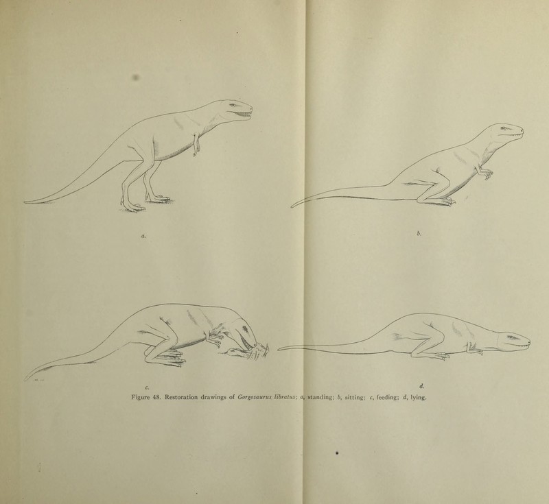 d. Restoration drawings of Gorgosaurus libratus\ a, standing; b, sitting; c, feeding; d, lying.