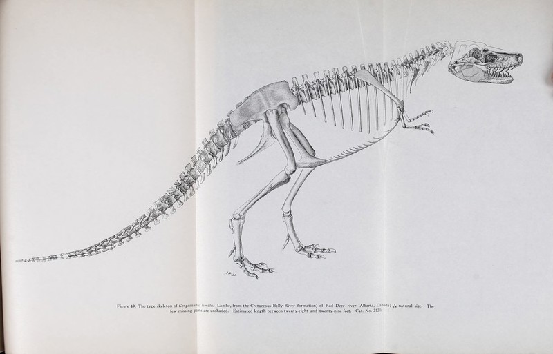 . Figure 49. The type skeleton of Gorgosaurus libratus Lambe, from the Cretaceous(Belly River formation) of Red Deer river, Alberta, Canada; ^ natural size. The few missing parts are unshaded. Estimated length between twenty-eight and twenty-nine feet. Cat. No. 2120.