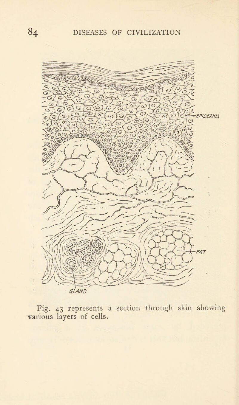 ’EPIDERMIS FAT (?LAND Fig. 43 represents a section through skin showing various layers of cells.