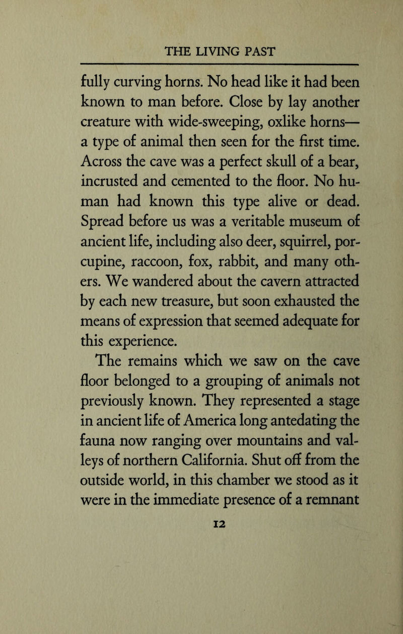 fully curving horns. No head like it had been known to man before. Close by lay another creature with wide-sweeping, oxlike horns— a type of animal then seen for the first time. Across the cave was a perfect skull of a bear, incrusted and cemented to the floor. No hu- man had known this type alive or dead. Spread before us was a veritable museum of ancient life, including also deer, squirrel, por- cupine, raccoon, fox, rabbit, and many oth- ers. We wandered about the cavern attracted by each new treasure, but soon exhausted the means of expression that seemed adequate for this experience. The remains which we saw on the cave floor belonged to a grouping of animals not previously known. They represented a stage in ancient life of America long antedating the fauna now ranging over mountains and val- leys of northern California. Shut off from the outside world, in this chamber we stood as it were in the immediate presence of a remnant 12