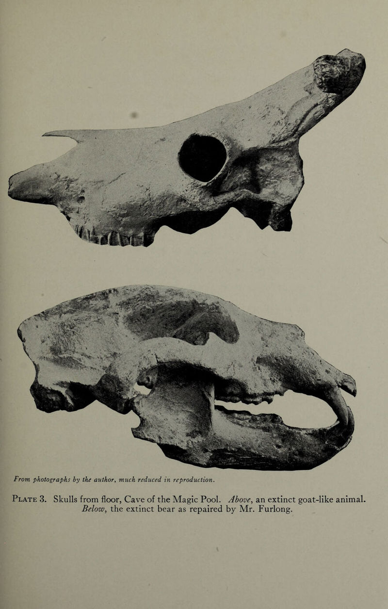 Plate 3. Skulls from floor, Cave of the Magic Pool. Above, an extinct goat-like animal. Below, the extinct bear as repaired by Mr. Furlong. From photographs by the author, much reduced in reproduction.