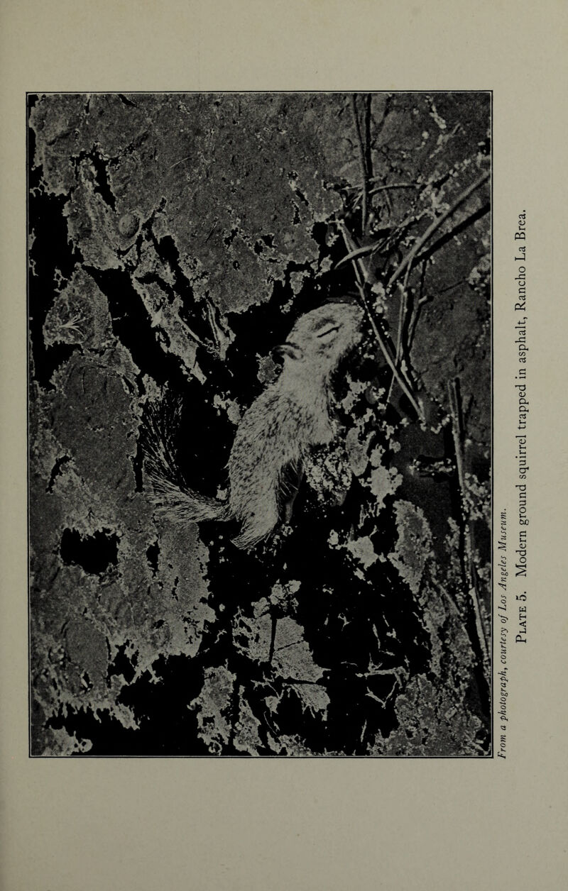 From a photograph, courtesy of Los Angeles Museum. Plate 5. Modern ground squirrel trapped in asphalt, Rancho La Brea.