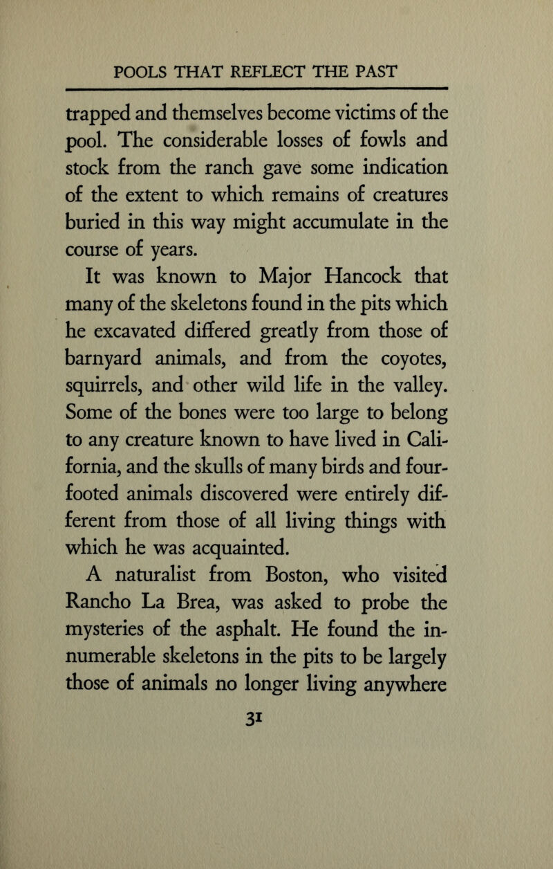 trapped and themselves become victims of the pool. The considerable losses of fowls and stock from the ranch gave some indication of the extent to which remains of creatures buried in this way might accumulate in the course of years. It was known to Major Hancock that many of the skeletons found in the pits which he excavated differed greatly from those of barnyard animals, and from the coyotes, squirrels, and other wild life in the valley. Some of the bones were too large to belong to any creature known to have lived in Cali- fornia, and the skulls of many birds and four- footed animals discovered were entirely dif- ferent from those of all living things with which he was acquainted. A naturalist from Boston, who visited Rancho La Brea, was asked to probe the mysteries of the asphalt. He found the in- numerable skeletons in the pits to be largely those of animals no longer living anywhere 3i