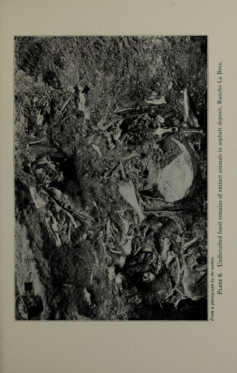 From a photograph by the author.