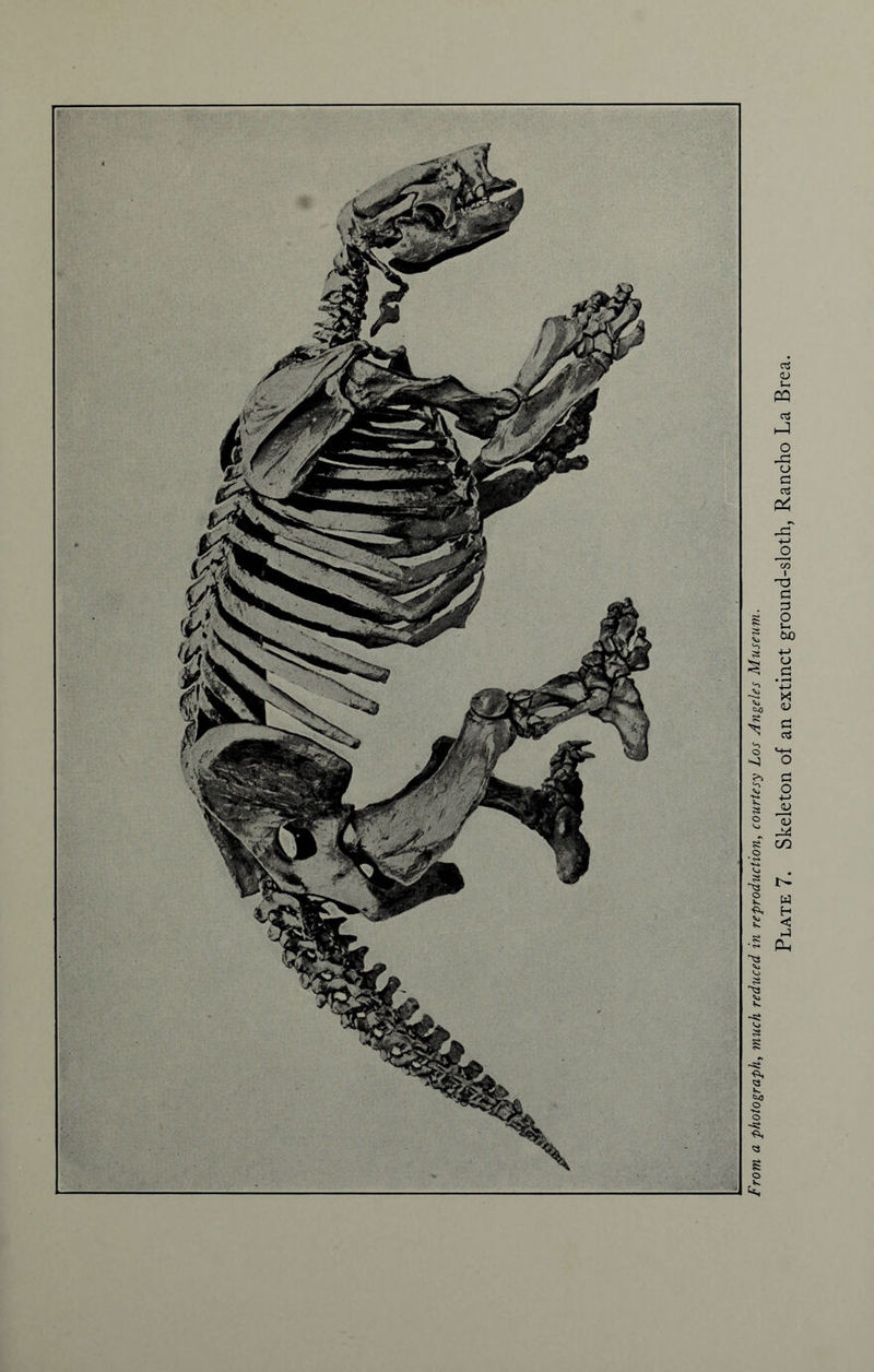 Plate 7. Skeleton of an extinct ground-sloth, Rancho La Brea.