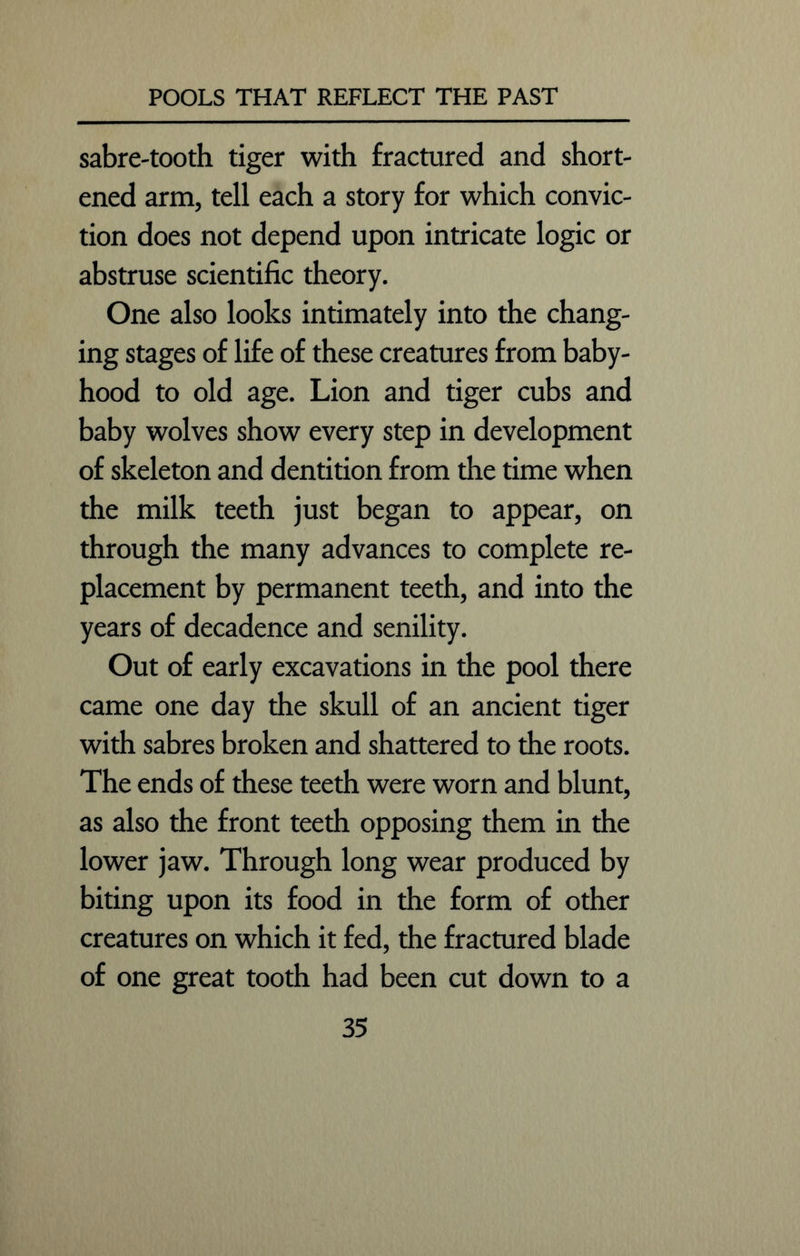 sabre-tooth tiger with fractured and short- ened arm, tell each a story for which convic- tion does not depend upon intricate logic or abstruse scientific theory. One also looks intimately into the chang- ing stages of life of these creatures from baby- hood to old age. Lion and tiger cubs and baby wolves show every step in development of skeleton and dentition from die time when the milk teeth just began to appear, on through the many advances to complete re- placement by permanent teeth, and into the years of decadence and senility. Out of early excavations in the pool there came one day the skull of an ancient tiger with sabres broken and shattered to the roots. The ends of these teeth were worn and blunt, as also the front teeth opposing them in the lower jaw. Through long wear produced by biting upon its food in the form of other creatures on which it fed, the fractured blade of one great tooth had been cut down to a