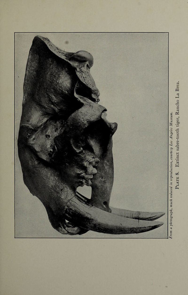 Plate 8. Extinct sabre-tooth tiger, Rancho La Brea.