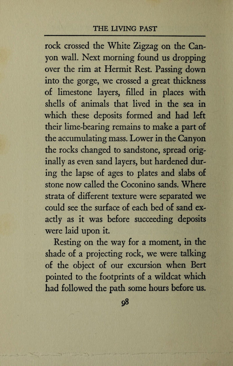 rock crossed the White Zigzag on the Can- yon wall. Next morning found us dropping over the rim at Hermit Rest. Passing down into the gorge, we crossed a great thickness of limestone layers, filled in places with shells of animals that lived in the sea in which these deposits formed and had left their lime-bearing remains to make a part of the accumulating mass. Lower in the Canyon the rocks changed to sandstone, spread orig- inally as even sand layers, but hardened dur- ing the lapse of ages to plates and slabs of stone now called the Coconino sands. Where strata of different texture were separated we could see the surface of each bed of sand ex- actly as it was before succeeding deposits were laid upon it. Resting on the way for a moment, in the shade of a projecting rock, we were talking of the object of our excursion when Bert pointed to the footprints of a wildcat which had followed the path some hours before us.