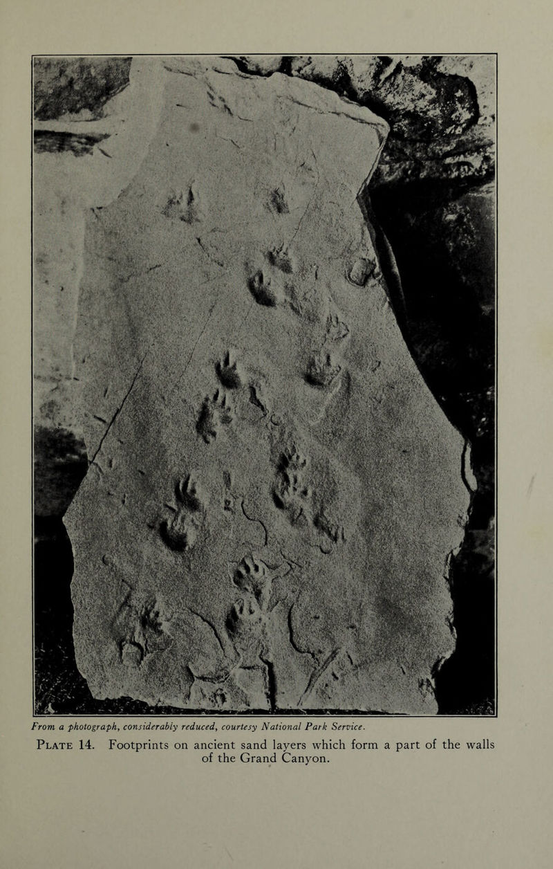 From a photograph, considerably reduced, courtesy National Park Service. Plate 14. Footprints on ancient sand layers which form a part of the walls of the Grand Canyon.