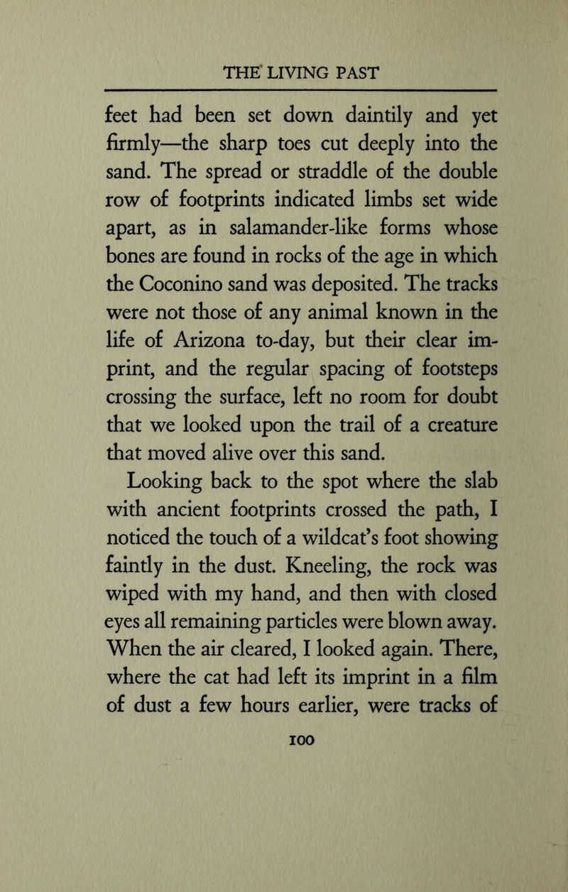 feet had been set down daintily and yet firmly—the sharp toes cut deeply into the sand. The spread or straddle of the double row of footprints indicated limbs set wide apart, as in salamander-like forms whose bones are found in rocks of the age in which the Coconino sand was deposited. The tracks were not those of any animal known in the life of Arizona to-day, but their clear im- print, and the regular spacing of footsteps crossing the surface, left no room for doubt that we looked upon the trail of a creature that moved alive over this sand. Looking back to the spot where the slab with ancient footprints crossed the path, I noticed the touch of a wildcat’s foot showing faintly in the dust. Kneeling, the rock was wiped with my hand, and then with closed eyes all remaining particles were blown away. When the air cleared, I looked again. There, where the cat had left its imprint in a film of dust a few hours earlier, were tracks of ioo