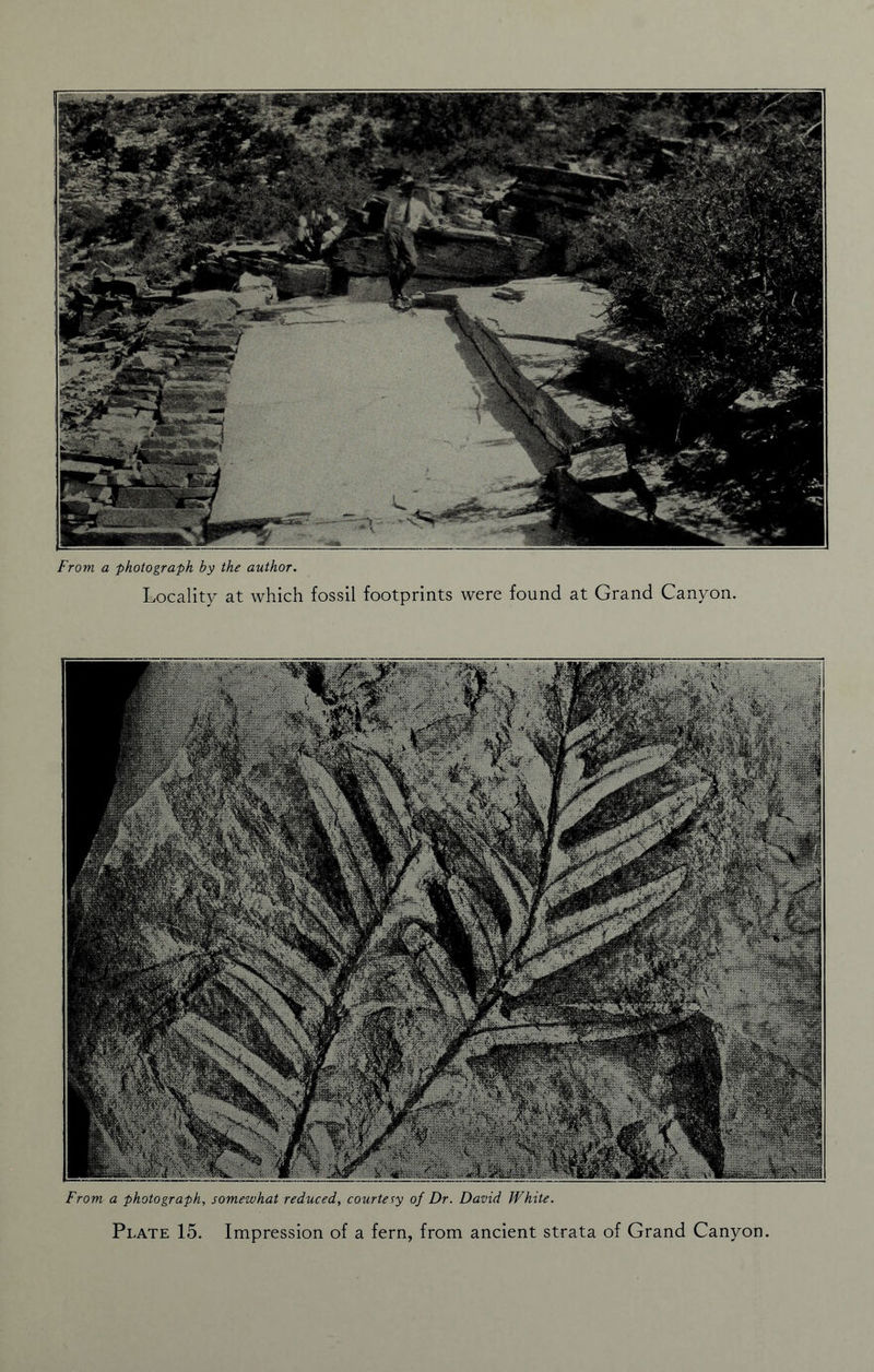 From a photograph by the author. Locality at which fossil footprints were found at Grand Canyon. From a photograph, somewhat reduced, courtesy of Dr. David White.