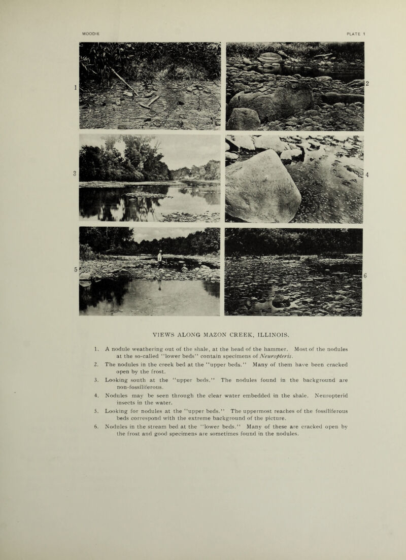 MOODIE PLATE 1 VIEWS ALONG IVIAZON CREEK, ILLINOIS. 1. A nodule weathering out of the shale, at the head of the hammer. Most of the nodules at the so-called “lower beds’’ contain specimens oi Neuropteris. 2. The nodules in the creek bed at the “upper beds.’’ Many of them have been cracked open by the frost. 3. Looking south at the “upper beds.’’ The nodules found in the background are non-fossiliferous. 4. Nodules may be seen through the clear water embedded in the shale. Neuropterid insects in the water. 5. Looking for nodules at the “upper beds.’’ The uppermost reaches of the fossiliferous beds correspond with the extreme background of the picture. 6. Nodules in the stream bed at the “lower beds.’’ Many of these are cracked open by the frost and good specimens are sometimes found in the nodules.