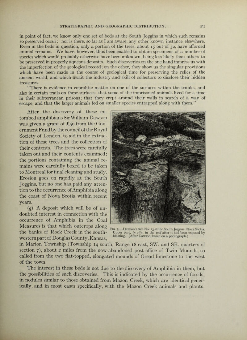 in point of fact, we know only one set of beds at the South Joggins in which such remains so preserved occur; nor is there, so far as I am aware, any other known instance elsewhere. Even in the beds in question, only a portion of the trees, about 15 out of 30, have afforded animal remains. We have, however, thus been enabled to obtain specimens of a number of species which would probably otherwise have been unknown, being less likely than others to be preserved in properly aqueous deposits. Such discoveries on the one hand impress us with the imperfection of the geological record; on the other, they show us the singular provisions which have been made in the course of geological time for preserving the relics of the ancient world, and which await the industry and skill of collectors to disclose their hidden treasures. “There is evidence in coprolitic matter on one of the surfaces within the trunks, and also in certain trails on these surfaces, that some of the imprisoned animals lived for a time in their subterranean prisons; that they crept around their walls in search of a way of escape, and that the larger animals fed on smaller species entrapped along with them.” After the discovery of these en- tombed amphibians Sir William Dawson was given a grant of £50 from the Gov- ernment Fund by the council of the Royal Society of London, to aid in the extrac- tion of these trees and the collection of their contents. The trees were carefully taken out and their contents examined; the portions containing the animal re- mains were carefully boxed to be taken to Montreal for final cleaning and study. Erosion goes on rapidly at the South Joggins, but no one has paid any atten- tion to the occurrence of Amphibia along the coast of Nova Scotia within recent years. Fig. 5.—Dawson’s tree No. 13 at the South Joggins, Nova Scotia. Upper part, in situ, in the reef after it had been exposed by blasting. (After Dawson, based on a photograph.) (g) A deposit which will be of un- doubted interest in connection with the occurrence of Amphibia in the Coal Measures is that which outcrops along the banks of Rock Creek in the south- western part of Douglas County, Kansas, in Marion Township (Township 14 south. Range 18 east, SW. and SE. quarters of section 7), about 2 miles from the now-abandoned post-office of Twin Mounds, so called from the two flat-topped, elongated mounds of Oread limestone to the west of the town. The interest in these beds is not due to the discovery of Amphibia in them, but the possibilities of such discoveries. This is indicated by the occurrence of fossils, in nodules similar to those obtained from Mazon Creek, which are identical gener- ically, and in most cases specifically, with the Mazon Creek animals and plants.