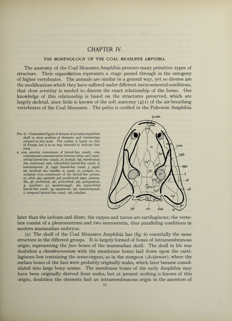 CHAPTER IV. THE MORPHOLOGY OF THE COAL MEASURES AMPHIBIA. The anatomy of the Coal Measures Amphibia presents many primitive types of structure. Their organization represents a stage passed through in the ontogeny of higher vertebrates. The animals are similar in a general way, yet so diverse are the modifications which they have suffered under different environmental conditions, that close scrutiny is needed to discern the exact relationship of the forms. Our knowledge of this relationship is based on the structures preserved, which are largely skeletal, since little is known of the soft anatomy (471) of the air-breathing vertebrates of the Coal Measures. The pubis is ossified in the Paleozoic Amphibia a. com. Fig. 6.—Generalized figure of dorsum of an early amphibian skull to show position of elements and terminology adopted in this work. The outline is based on that of Eryops, but is in no way intended to indicate that form. a. com, anterior commissure of lateral-line canals; com, commissural communication between infra- and supra- orbital lateral-line canals; fr, frontal; inf, interfrontal; inn, intemasal; info, infraorbital lateral-line canal; it, intertemporal; jl, jugal lateral-line canal; j, jugal; lar, lacrimal; mx, maxilla; n, nasal; oc, occiput; occ, occipital cross-commissure of the lateral-line system; or, orbit; par, parietal; pof, postfrontal; pmx, premax- Ula; pf, prefrontal: po, postorbital; pp, postparietal; g, quadrate; gj, quadratojugal; spo, supraorbital lateral-line canal; sq, squamosal; spt, supratemporal; t, temporal lateral-line canal; tab, tabulare. later than the ischium and ilium; the carpus and tarsus are cartilaginous; the verte- brae consist of a pleurocentrum and two neurocentra, thus paralleling conditions in modern mammalian embryos. (a) The skull of the Coal Measures Amphibia has (fig. 6) essentially the same structure in the different groups. It is largely formed of bones of intramembranous origin, representing the face bones of the mammalian skull. The skull in life was doubtless a chondrocraniiim with the membrane bones laid down upon the carti- laginous box containing the sense-organs, as in the sturgeon {Acipenser), where the surface bones of the face were probably originally scales, which later became consol- idated into large bony scutes. The membrane bones of the early Amphibia may have been originally derived from scales, but at present nothing is known of this origin; doubtless the elements had an intramembranous origin in the ancestors of