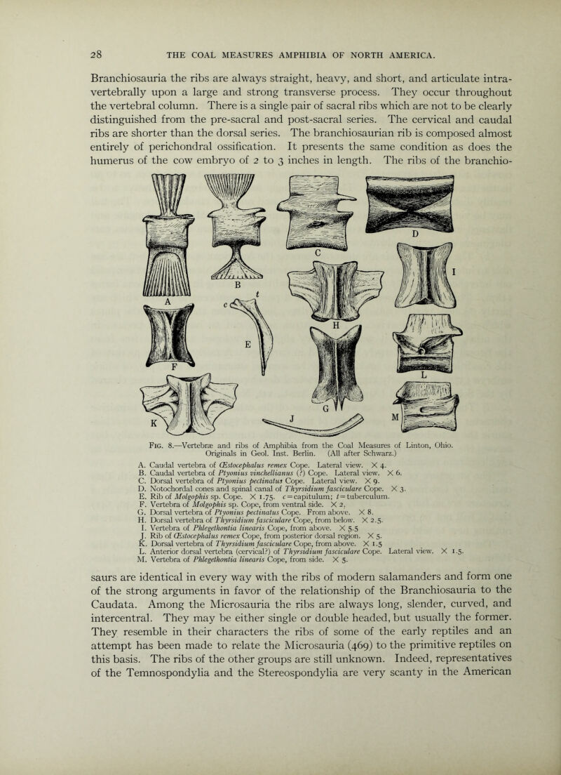 Branchiosauria the ribs are always straight, heavy, and short, and articulate intra- vertebrally upon a large and strong transverse process. They occur throughout the vertebral column. There is a single pair of sacral ribs which are not to be clearly distinguished from the pre-sacral and post-sacral series. The cervical and caudal ribs are shorter than the dorsal series. The branchiosaurian rib is composed almost entirely of perichondral ossification. It presents the same condition as does the humerus of the cow embryo of 2 to 3 inches in length. The ribs of the branchio- Fig. 8.—^Vertebras and ribs of Amphibia from the Coal Measures of Linton, Ohio. Originals in Geol. Inst. Berlin. (AU after Schwarz.) A. Caudal vertebra of CEstocephalus remex Cope. Lateral view. X 4. B. Caudal vertebra of Ptyonius vinchellianus (?) Cope. Lateral view. X 6. C. Dorsal vertebra of Ptyonius pectinalus Cope. Lateral view. X 9. D. Notochordal cones and spinal canal of Thyrsidium fasciculare Cope. X 3. E. Rib of sp. Cope. X 1.75. c = capitulum; ? = tuberculum. F. Vertebra of Molgophis sp. Cope, from ventral side. X 2. G. Dorsal vertebra of Ptyonius pectinatus Cope. From above. X 8. H. Dorsal vertebra of Thyrsidium fasciculare Cope, from below. X 2.5. I. Vertebra of Phlegethontia linearis Cope, from above. X 5.5 J. Rib of CEstocephalus remex Cope, from posterior dorsal region. X 5. K. Dorsal vertebra of Thyrsidium fasciculare Cope, from above. X 1.5 L. Anterior dorsal vertebra (cervical?) of /a^dcWare Cope. Lateral view. X i.5- M. Vertebra of Phlegethontia linearis Cope, from side. X 5. saurs are identical in every way with the ribs of modern salamanders and form one of the strong arguments in favor of the relationship of the Branchiosauria to the Caudata. Among the Microsauria the ribs are always long, slender, curved, and intercentral. They may be either single or double headed, but usually the former. They resemble in their characters the ribs of some of the early reptiles and an attempt has been made to relate the Microsauria (469) to the primitive reptiles on this basis. The ribs of the other groups are still unknown. Indeed, representatives of the Temnospondylia and the Stereospondylia are very scanty in the American