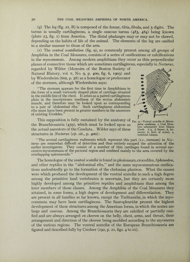 (q) The leg (fig. 21, B) is composed of the femur, tibia, fibula, and 5 digits. The tarsus is usually cartilaginous, a single osseous tarsus (483, 484) being known (plate 23, fig. i) from America. The distal phalanges may or may not be clawed, depending on the habits of life of the animal. The elements of the leg are ossified in a similar manner to those of the arm. (r) The ventral scutellation (fig. 9), so commonly present among all groups of Amphibia in the Coal Measures, consists of a series of ossifications or calcifications in the myocommata. Among modern amphibians they occur as thin perpendicular planes of connective tissue which are sometimes cartilaginous, especially in Necturus, regarded by Wilder (Memoirs of the Boston Society of Natural History, vol. v. No. 9, p. 400, fig. 6, 1903) and by Wiedersheim (605, p. 58) as a homologue or predecessor of the sternum, although Wiedersheim says: ‘ ‘ The sternum appears for the first time in Amphibians in the form of a small variously shaped plate of cartilage situated in the middle line of the chest. It arises as a paired cartilaginous plate in the inscriptiones tendineae of the rectus abdominis muscle, and therefore may be looked upon as corresponding to a pair of ‘abdominal ribs.’ Such cartilaginous abdominal ribs must have been present in greater numbers in the ancestors of existing Urodeles.” This supposition is fully sustained by the anatomy of g.-ventrai scuteii* of the Branchiosauria (459), which must be looked upon as caudatum, a Coal Meas- TTT-11 salamander from Mazon the actual ancestors ot the Caudata. Wilder says of these Creek, x 5. /, femur; h, hu- , . • AT j f \ merus; Is, lines of scutes; v, structures m JMecturUS [op. Ctt., p. 400) : vertebral column. “The several cartilaginous rudiments which represent this part (i.e., sternum) in Nec- turus are somewhat difficult of detection and thus entirely escaped the attention of the earlier investigators. They consist of a number of thin cartilages found in several suc- cessive myocommata of the pectoral region and confined mainly to the area covered by the overlapping epicoracoids.’’ The homologue of the ventral scutellce is found in plesiosaurs, crocodiles, Sphenodon, and other reptiles in the “abdominal ribs,’’ and the same myocommatous ossifica- tions undoubtedly go to the formation of the chelonian plastron. What the causes were which produced the development of the ventral scutellae to such a high degree among the primitive land vertebrates is uncertain, but they are certainly more highly developed among the primitive reptiles and amphibians than among the later members of those classes. Among the Amphibia of the Coal Measures they attained, in some forms, a high degree of development and differentiation. They are present in all families so far known, except the Tuditanidas, in which the myo- commata may have been cartilaginous. The Sauropleuridae present the highest development of these structures among the American forms, in which the scutes are large and osseous. Among the Branchiosauria they are calcified or partially ossi- fied and are always arranged en chevron on the belly, chest, arms, and throat, their arrangement and direction of the chevron being modified according to the myomeres of the various regions. The ventral scutellse of the European Branchiosauria are figured and described fully by Credner (192, p. 21, figs. 4 to ii).