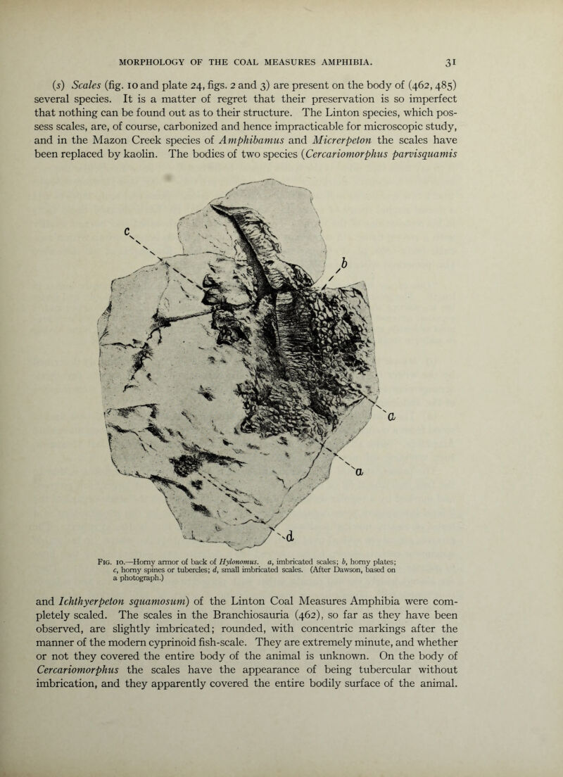 (5) Scales (fig. 10 and plate 24, figs. 2 and 3) are present on the body of (462, 485) several species. It is a matter of regret that their preservation is so imperfect that nothing can be found out as to their structure. The Linton species, which pos- sess scales, are, of course, carbonized and hence impracticable for microscopic study, and in the Mazon Creek species of Amphibamus and Micrerpeton the scales have been replaced by kaolin. The bodies of two species {Cercariomorphus parvisquamis Fig. 10.—Homy armor of back of Hylonomus. a, imbricated scales; b, homy plates; c, homy spines or tubercles; d, small imbricat^ scales. (After Dawson, based on a photograph.) and Ichthyerpeton squamosum) of the Linton Coal Measures Amphibia were com- pletely scaled. The scales in the Branchiosauria (462), so far as they have been observed, are slightly imbricated; rounded, with concentric markings after the manner of the modem cyprinoid fish-scale. They are extremely minute, and whether or not they covered the entire body of the animal is unknown. On the body of Cercariomorphus the scales have the appearance of being tubercular without imbrication, and they apparently covered the entire bodily surface of the animal.