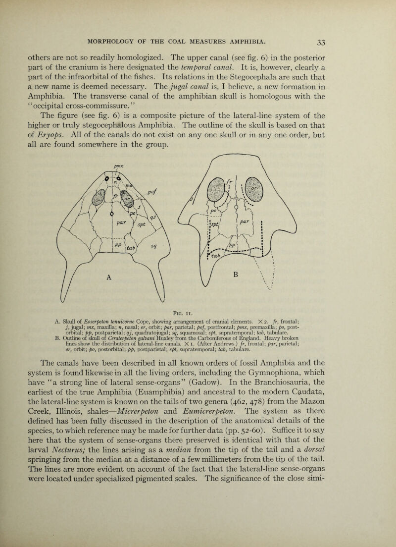 others are not so readily homologized. The upper canal (see fig. 6) in the posterior part of the cranium is here designated the temporal canal. It is, however, clearly a part of the infraorbital of the fishes. Its relations in the Stegocephala are such that a new name is deemed necessary. The jugal canal is, I believe, a new formation in Amphibia. The transverse canal of the amphibian skull is homologous with the “occipital cross-commissure.’’ The figure (see fig. 6) is a composite picture of the lateral-line system of the higher or truly stegocephalous Amphibia. The outline of the skull is based on that of Eryops. All of the canals do not exist on any one skull or in any one order, but all are found somewhere in the group. A. Skull of Eoserpeton tenuicorne Cope, showing arrangement of cranial elements. X 2. fr, frontal; j, jugal; mx, maxilla; n, nasal; or, orbit; par, parietal; pof, postfrontal; pmx, premaxiUa; po, post- orbital; pp, postparietal; qj, quadratojugal; sq, squamos^; spt, supratemporal; tab, tabulare. B. Outline of skuU of Ceraterpeton galvani Huxley from the Carboniferous of England. Heavy broken lines show the distribution of lateral-line canals. X i. (After Andrews.) fr, frontal; par, parietal; or, orbit; po, postorbital; pp, postparietal; spt, supratemporal; tab, tabulare. The canals have been described in all known orders of fossil Amphibia and the system is found likewise in all the living orders, including the Gymnophiona, which have “a strong line of lateral sense-organs’’ (Gadow). In the Branchiosauria, the earliest of the true Amphibia (Euamphibia) and ancestral to the modern Caudata, the lateral-line system is known on the tails of two genera (462, 478) from the Mazon Creek, Illinois, shales—Micrerpeton and Eumicrerpeton. The system as there defined has been fully discussed in the description of the anatomical details of the species, to which reference may be made for further data (pp. 52-60). Suffice it to say here that the system of sense-organs there preserved is identical with that of the larval Necturus; the lines arising as a median from the tip of the tail and a dorsal springing from the median at a distance of a few millimeters from the tip of the tail. The lines are more evident on account of the fact that the lateral-line sense-organs were located under specialized pigmented scales. The significance of the close simi-