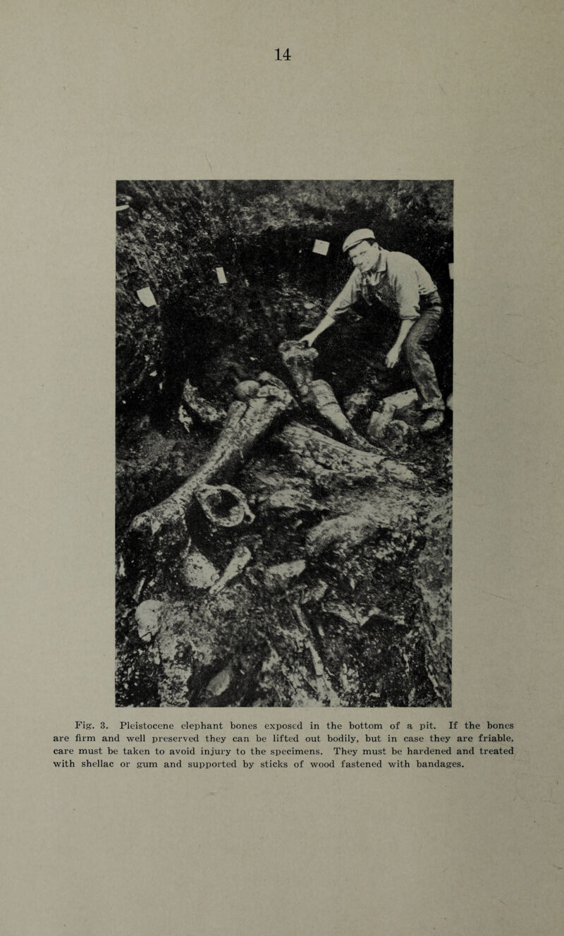 Fig. 3. Pleistocene elephant bones exposed in the bottom of a pit. If the bones are firm and well preserved they can be lifted out bodily, but in case they are friable, care must be taken to avoid injury to the specimens. They must be hardened and treated with shellac or gum and supported by sticks of wood fastened with bandages.