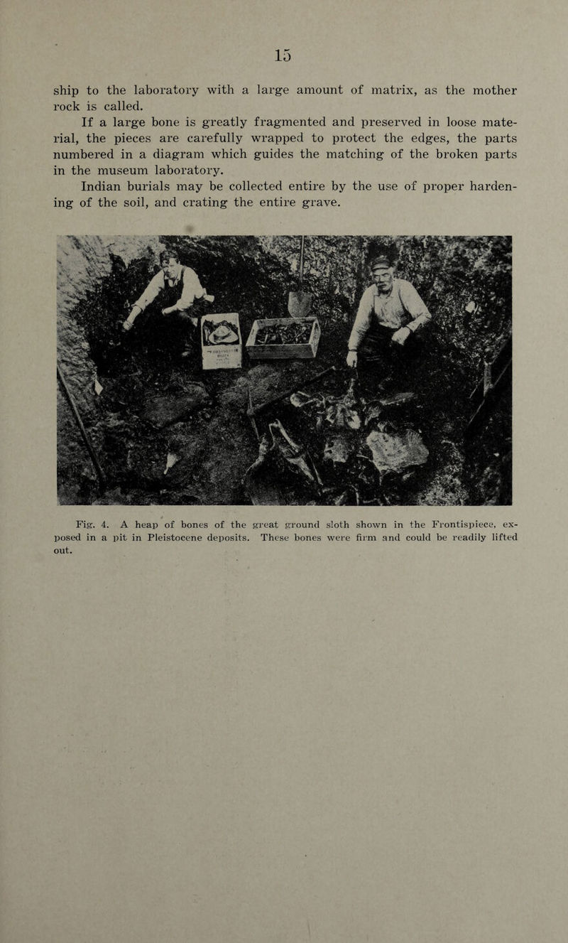 ship to the laboratory with a large amount of matrix, as the mother rock is called. If a large bone is greatly fragmented and preserved in loose mate- rial, the pieces are carefully wrapped to protect the edges, the parts numbered in a diagram which guides the matching of the broken parts in the museum laboratory. Indian burials may be collected entire by the use of proper harden- ing of the soil, and crating the entire grave. Fig. 4. A heap of bones of the great ground sloth shown in the Frontispiece, ex- posed in a pit in Pleistocene deposits. These hones were firm and could be readily lifted out.