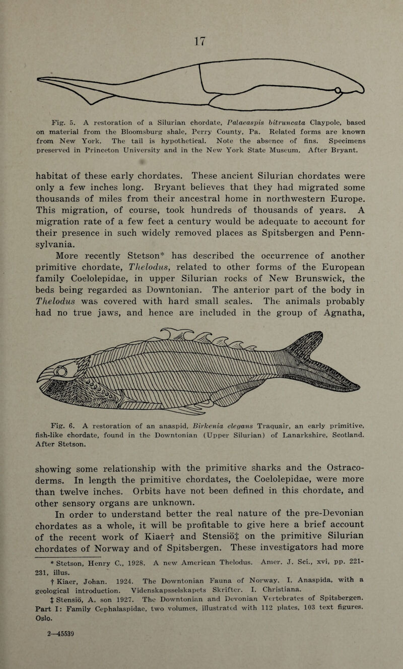 Fig. 5. A restoration of a Silurian chordate, Palaeaspis bitruncata Claypole, based on material from the Bloomsburg shale, Perry County, Pa. Related forms are known from New York. The tail is hypothetical. Note the absence of fins. Specimens preserved in Princeton University and in the New York State Museum. After Bryant. habitat of these early chordates. These ancient Silurian chordates were only a few inches long. Bryant believes that they had migrated some thousands of miles from their ancestral home in northwestern Europe. This migration, of course, took hundreds of thousands of years. A migration rate of a few feet a century would be adequate to account for their presence in such widely removed places as Spitsbergen and Penn- sylvania. More recently Stetson* has described the occurrence of another primitive chordate, Thelodus, related to other forms of the European family Coelolepidae, in upper Silurian rocks of New Brunswick, the beds being regarded as Downtonian. The anterior part of the body in Thelodus was covered with hard small scales. The animals probably had no true jaws, and hence are included in the group of Agnatha, Fig. 6. A restoration of an anaspid, Birkenia elegans Traquair, an early primitive, fish-like chordate, found in the Downtonian (Upper Silurian) of Lanarkshire, Scotland. After Stetson. showing some relationship with the primitive sharks and the Ostraco- derms. In length the primitive chordates, the Coelolepidae, were more than twelve inches. Orbits have not been defined in this chordate, and other sensory organs are unknown. In order to understand better the real nature of the pre-Devonian chordates as a whole, it will be profitable to give here a brief account of the recent work of Kiaerf and StensioJ on the primitive Silurian chordates of Norway and of Spitsbergen. These investigators had more * Stetson, Henry C., 1928. A new American Thelodus. Amer. J. Sci., xvi, pp. 221- 231, illus. t Kiaer, Johan. 1924. The Downtonian Fauna of Norway. I. Anaspida, with a geological introduction. Yidenskapsselskapets Skrifter. I. Christiana. t Stensio, A. son 1927. The Downtonian and Devonian Vertebrates of Spitsbergen. Part I: Family Cephalaspidae, two volumes, illustrated with 112 plates, 103 text figures. Oslo. 2—45539