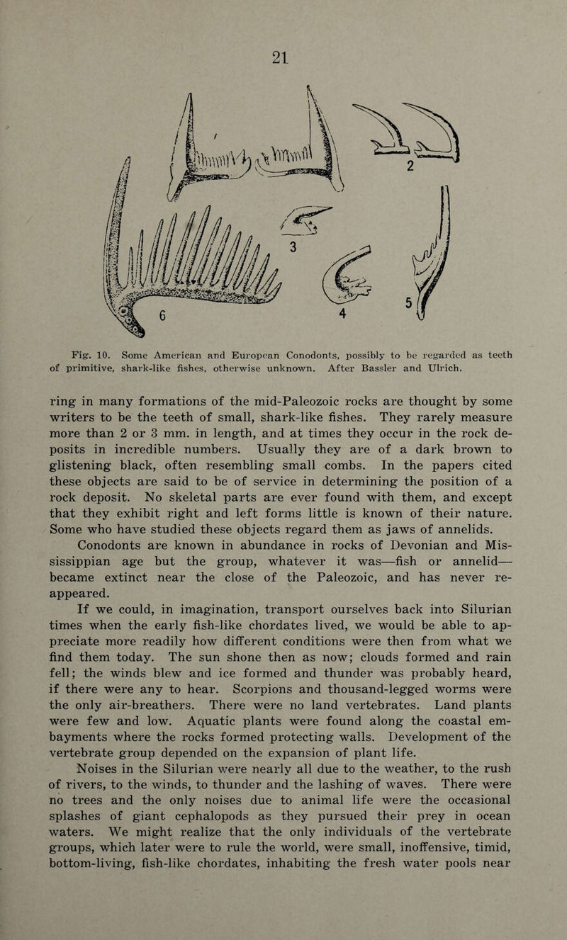 Fig. 10. Some American and European Conodonts, possibly to be regarded as teeth of primitive, shark-like fishes, otherwise unknown. After Bassler and Ulrich. ring in many formations of the mid-Paleozoic rocks are thought by some writers to be the teeth of small, shark-like fishes. They rarely measure more than 2 or 3 mm. in length, and at times they occur in the rock de- posits in incredible numbers. Usually they are of a dark brown to glistening black, often resembling small combs. In the papers cited these objects are said to be of service in determining the position of a rock deposit. No skeletal parts are ever found with them, and except that they exhibit right and left forms little is known of their nature. Some who have studied these objects regard them as jaws of annelids. Conodonts are known in abundance in rocks of Devonian and Mis- sissippian age but the group, whatever it was—fish or annelid— became extinct near the close of the Paleozoic, and has never re- appeared. If we could, in imagination, transport ourselves back into Silurian times when the early fish-like chordates lived, we would be able to ap- preciate more readily how different conditions were then from what we find them today. The sun shone then as now; clouds formed and rain fell; the winds blew and ice formed and thunder was probably heard, if there were any to hear. Scorpions and thousand-legged worms were the only air-breathers. There were no land vertebrates. Land plants were few and low. Aquatic plants were found along the coastal em- bayments where the rocks formed protecting walls. Development of the vertebrate group depended on the expansion of plant life. Noises in the Silurian were nearly all due to the weather, to the rush of rivers, to the winds, to thunder and the lashing of waves. There were no trees and the only noises due to animal life were the occasional splashes of giant cephalopods as they pursued their prey in ocean waters. We might realize that the only individuals of the vertebrate groups, which later were to rule the world, were small, inoffensive, timid, bottom-living, fish-like chordates, inhabiting the fresh water pools near