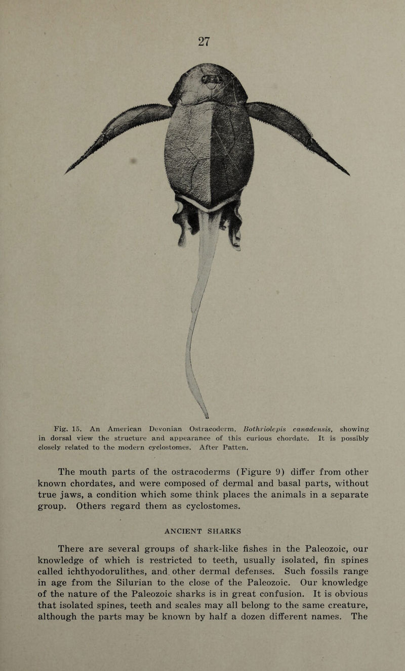 Fig. 15. An American Devonian Ostracoderm, Bothriolepis canadensis, showing in dorsal view the structure and appearance of this curious chordate. It is possibly closely related to the modern cyclostomes. After Patten. The mouth parts of the ostracoderms (Figure 9) differ from other known chordates, and were composed of dermal and basal parts, without true jaws, a condition which some think places the animals in a separate group. Others regard them as cyclostomes. ANCIENT SHARKS There are several groups of shark-like fishes in the Paleozoic, our knowledge of which is restricted to teeth, usually isolated, fin spines called ichthyodorulithes, and. other dermal defenses. Such fossils range in age from the Silurian to the close of the Paleozoic. Our knowledge of the nature of the Paleozoic sharks is in great confusion. It is obvious that isolated spines, teeth and scales may all belong to the same creature, although the parts may be known by half a dozen different names. The