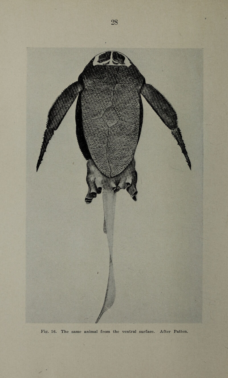 Fig. 16. The same animal from the ventral surface. After Patten.