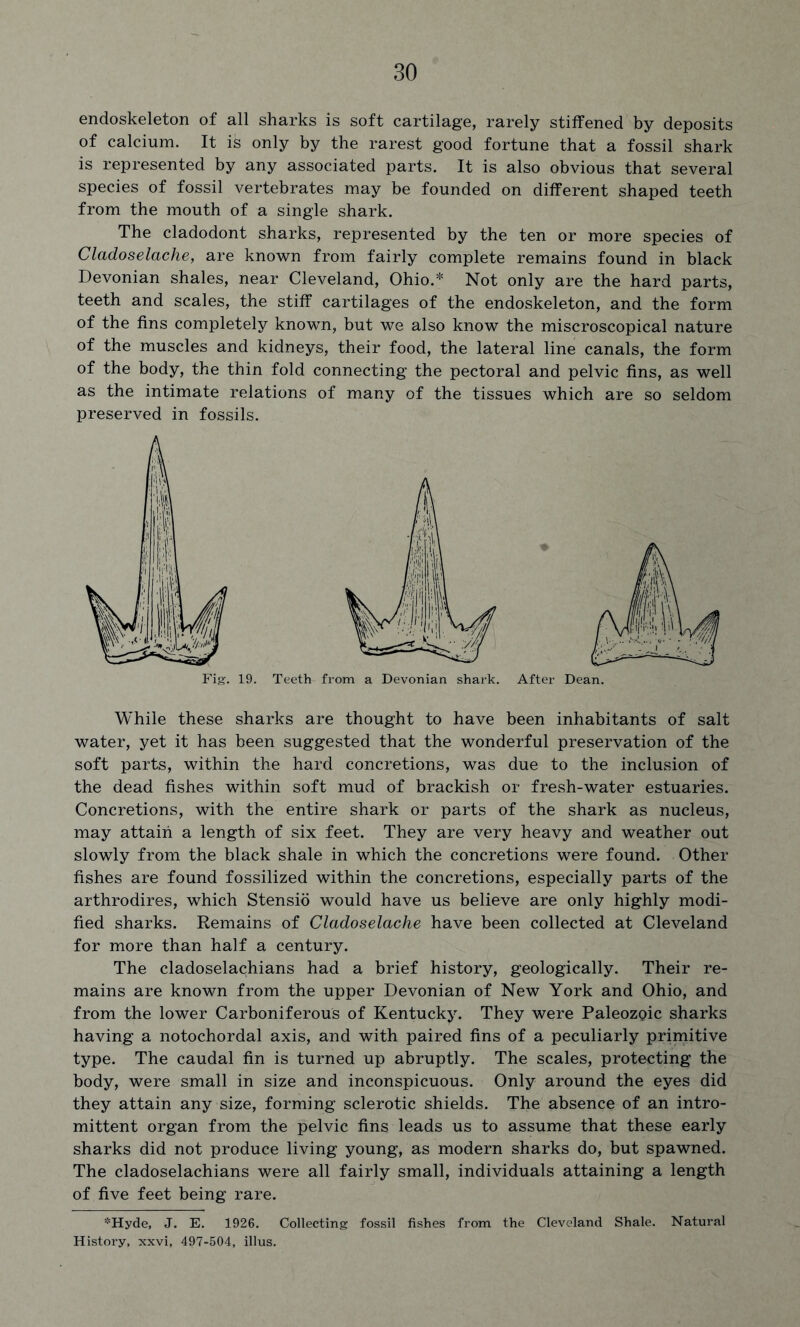 endoskeleton of all sharks is soft cartilage, rarely stiffened by deposits of calcium. It is only by the rarest good fortune that a fossil shark is represented by any associated parts. It is also obvious that several species of fossil vertebrates may be founded on different shaped teeth from the mouth of a single shark. The cladodont sharks, represented by the ten or more species of Cladoselache, are known from fairly complete remains found in black Devonian shales, near Cleveland, Ohio.* Not only are the hard parts, teeth and scales, the stiff cartilages of the endoskeleton, and the form of the fins completely known, but we also know the miscroscopical nature of the muscles and kidneys, their food, the lateral line canals, the form of the body, the thin fold connecting the pectoral and pelvic fins, as well as the intimate relations of many of the tissues which are so seldom preserved in fossils. While these sharks are thought to have been inhabitants of salt water, yet it has been suggested that the wonderful preservation of the soft parts, within the hard concretions, was due to the inclusion of the dead fishes within soft mud of brackish or fresh-water estuaries. Concretions, with the entire shark or parts of the shark as nucleus, may attain a length of six feet. They are very heavy and weather out slowly from the black shale in which the concretions were found. Other fishes are found fossilized within the concretions, especially parts of the arthrodires, which Stensio would have us believe are only highly modi- fied sharks. Remains of Cladoselache have been collected at Cleveland for more than half a century. The cladoselachians had a brief history, geologically. Their re- mains are known from the upper Devonian of New York and Ohio, and from the lower Carboniferous of Kentucky. They were Paleozoic sharks having a notochordal axis, and with paired fins of a peculiarly primitive type. The caudal fin is turned up abruptly. The scales, protecting the body, were small in size and inconspicuous. Only around the eyes did they attain any size, forming sclerotic shields. The absence of an intro- mittent organ from the pelvic fins leads us to assume that these early sharks did not produce living young, as modern sharks do, but spawned. The cladoselachians were all fairly small, individuals attaining a length of five feet being rare. *Hyde, J. E. 1926. Collecting fossil fishes from the Cleveland Shale. Natural History, xxvi, 497-504, illus.