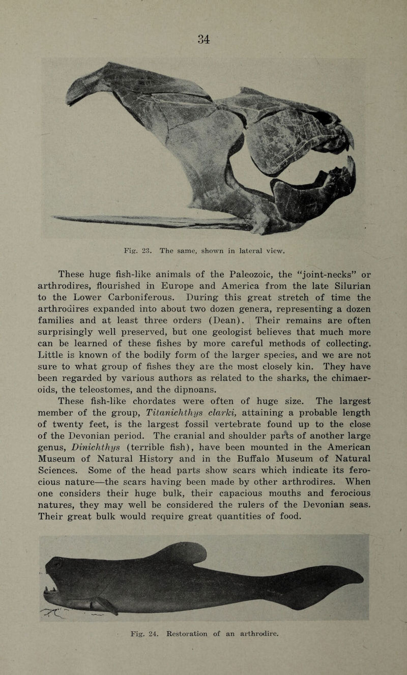 Fig. 23. The same, shown in lateral view. These huge fish-like animals of the Paleozoic, the “joint-necks” or arthrodires, flourished in Europe and America from the late Silurian to the Lower Carboniferous. During this great stretch of time the arthrodires expanded into about two dozen genera, representing a dozen families and at least three orders (Dean). Their remains are often surprisingly well preserved, but one geologist believes that much more can be learned of these fishes by more careful methods of collecting. Little is known of the bodily form of the larger species, and we are not sure to what group of fishes they are the most closely kin. They have been regarded by various authors as related to the sharks, the chimaer- oids, the teleostomes, and the dipnoans. These fish-like chordates were often of huge size. The largest member of the group, Titanichthys clarki, attaining a probable length of twenty feet, is the largest fossil vertebrate found up to the close of the Devonian period. The cranial and shoulder parts of another large genus, Dinichthys (terrible fish), have been mounted in the American Museum of Natural History and in the Buffalo Museum of Natural Sciences. Some of the head parts show scars which indicate its fero- cious nature—the scars having been made by other arthrodires. When one considers their huge bulk, their capacious mouths and ferocious natures, they may well be considered the rulers of the Devonian seas. Their great bulk would require great quantities of food. Fig. 24. Restoration of an arthrodire.