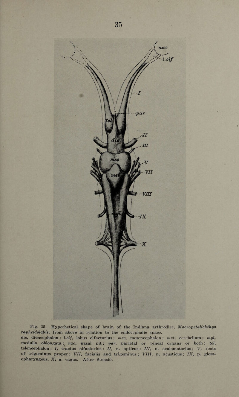 Fig. 25. Hypothetical shape of brain of the Indiana arthrodire, Macropetalichthys rapheidolabis, from above in relation to the endocephalic space. die, diencephalon; l.olf, lobus olfactorius; vies, mesencephalon ; viet, cerebellum; myl, medulla oblongata; nac, nasal pit; par, parietal or pineal organs or both; tel, telencephalon ; I, tractus olfactorius; II, n. opticus ; III, n. oculomotorius; V, roots of trigeminus proper; VII, facialis and trigeminus; VIII, n. acusticus; IX, p. gloss- opharyngeus, X-, n. vagus. After Stensio.