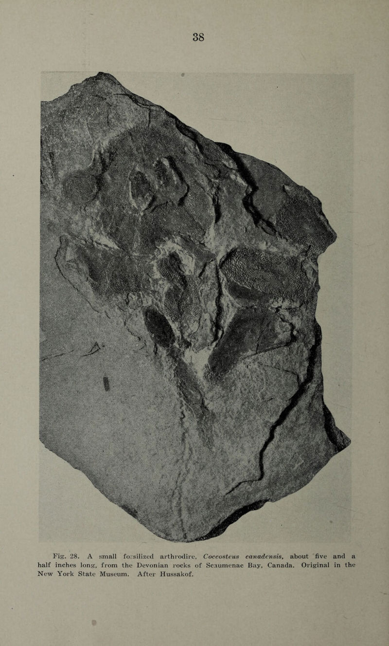 Fig. 28. A small fossilized arthrodire, Coccosteus canadensis, about five and a half inches long-, from the Devonian rocks of Scaumenac Bay, Canada. Original in the New York State Museum. After Hussakof.