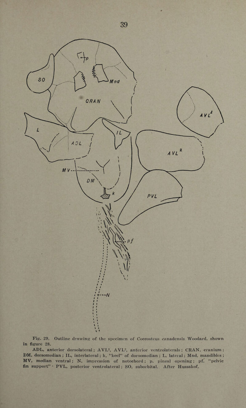 Fig. 29. Outline drawing of the specimen of Coccosteus canadensis Woodard, shown in figure 28. ADL, anterior dorsolateral; AVL1, AVL2, anterior ventrolaterals ; CRAN, cranium ; DM, dorsomedian ; IL, interlateral; k, “keel” of dorsomedian ; L, lateral; Mnd, mandibles ; MV, median ventral; N, impression of notochord; p. pineal opening; pf, “pelvic fin support” • PVL, posterior ventrolateral; SO, suborbital. After Hussakof.