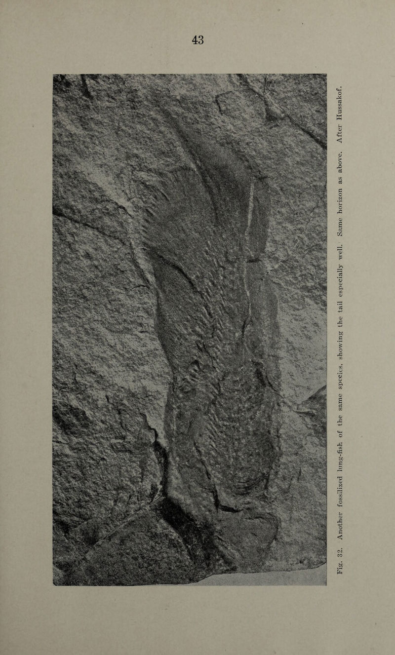 Fig. 32. Another fossilized lung-fish of the same species, showing the tail especially well. Same horizon as above. After Hussakof.