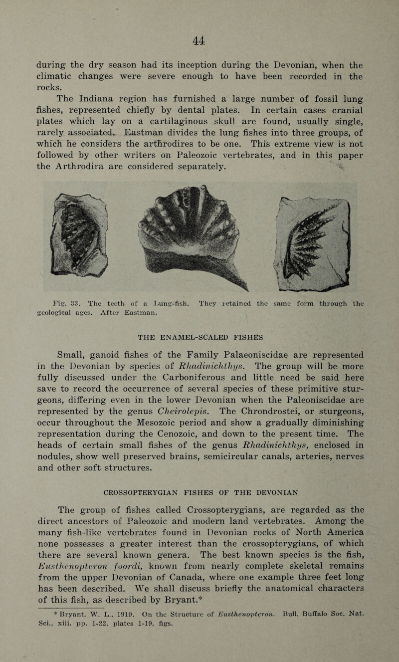 during the dry season had its inception during the Devonian, when the climatic changes were severe enough to have been recorded in the rocks. The Indiana region has furnished a large number of fossil lung fishes, represented chiefly by dental plates. In certain cases cranial plates which lay on a cartilaginous skull are found, usually single, rarely associated^ Eastman divides the lung fishes into three groups, of which he considers the arthrodires to be one. This extreme view is not followed by other writers on Paleozoic vertebrates, and in this paper the Arthrodira are considered separately. Fig. 33. The teeth of a Lung-fish. They retained the same form through the geological ages. After Eastman. THE ENAMEL-SCALED FISHES Small, ganoid fishes of the Family Palaeoniscidae are represented in the Devonian by species of Rhadinichthys. The group will be more fully discussed under the Carboniferous and little need be said here save to record the occurrence of several species of these primitive stur- geons, differing even in the lower Devonian when the Paleoniscidae are represented by the genus Cheirolepis. The Chrondrostei, or sturgeons, occur throughout the Mesozoic period and show a gradually diminishing representation during the Cenozoic, and down to the present time. The heads of certain small fishes of the genus Rhadinichthys, enclosed in nodules, show well preserved brains, semicircular canals, arteries, nerves and other soft structures. CROSSOPTERYGIAN FISHES OF THE DEVONIAN The group of fishes called Crossopterygians, are regarded as the direct ancestors of Paleozoic and modern land vertebrates. Among the many fish-like vertebrates found in Devonian rocks of North America none possesses a greater interest than the crossopterygians, of which there are several known genera. The best known species is the fish, Eusthenopteron foordi, known from nearly complete skeletal remains from the upper Devonian of Canada, where one example three feet long has been described. We shall discuss briefly the anatomical characters of this fish, as described by Bryant.* * Bryant, W. L., 1919. On the Structure of Eusthenopteron. Bull. Buffalo Soc. Nat. Sci., xiii, pp. 1-22, plates 1-19, figs.