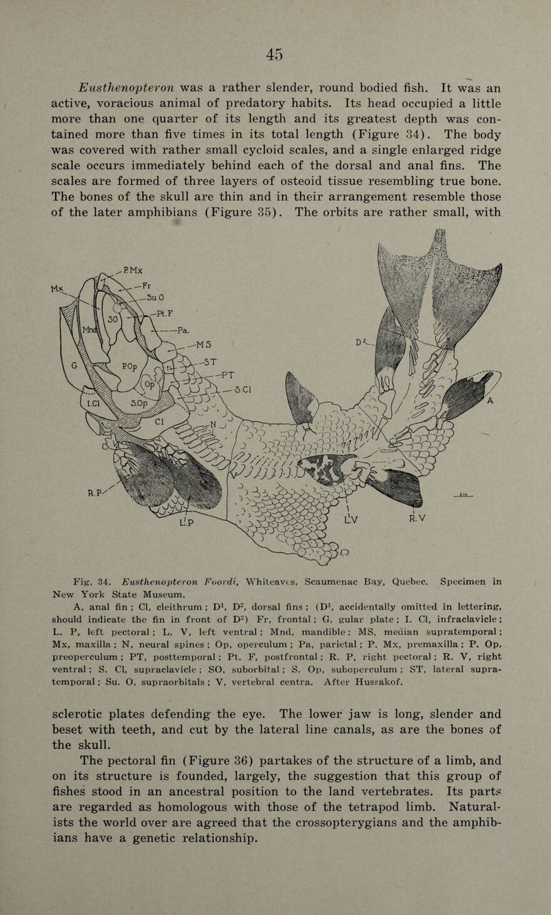 Eusthenopteron was a rather slender, round bodied fish. It was an active, voracious animal of predatory habits. Its head occupied a little more than one quarter of its length and its greatest depth was con- tained more than five times in its total length (Figure 34). The body was covered with rather small cycloid scales, and a single enlarged ridge scale occurs immediately behind each of the dorsal and anal fins. The scales are formed of three layers of osteoid tissue resembling true bone. The bones of the skull are thin and in their arrangement resemble those of the later amphibians (Figure 35). The orbits are rather small, with Fig. 34. Eusthenopteron Foordi, Whiteaves, Scaumenac Bay, Quebec. Specimen in New York State Museum. A, anal fin ; Cl, cleithrum ; D1, D2, dorsal fins ; (D1, accidentally omitted in lettering, should indicate the fin in front of D2) Fr, frontal; G, gular plate ; I. Cl, infraclavicle; L. P, left pectoral ; L. V, left ventral; Mnd, mandible; MS, median supratemporal; Mx, maxilla ; N, neural spines ; Op, operculum ; Pa, parietal; P. Mx, premaxilla ; P. Op, preoperculum; PT, posttemporal ; Pt. F, postfrontal; R. P, right pectoral ; R. V, right ventral ; S. Cl, supraclaviele; SO, suhorbital; S. Op, subopereulum ; ST, lateral supra- temporal ; Su. O, supraorbitals ; V, vertebral centra. After Hussakof. sclerotic plates defending the eye. The lower jaw is long, slender and beset with teeth, and cut by the lateral line canals, as are the bones of the skull. The pectoral fin (Figure 36) partakes of the structure of a limb, and on its structure is founded, largely, the suggestion that this group of fishes stood in an ancestral position to the land vertebrates. Its parts are regarded as homologous with those of the tetrapod limb. Natural- ists the world over are agreed that the crossopterygians and the amphib- ians have a genetic relationship.