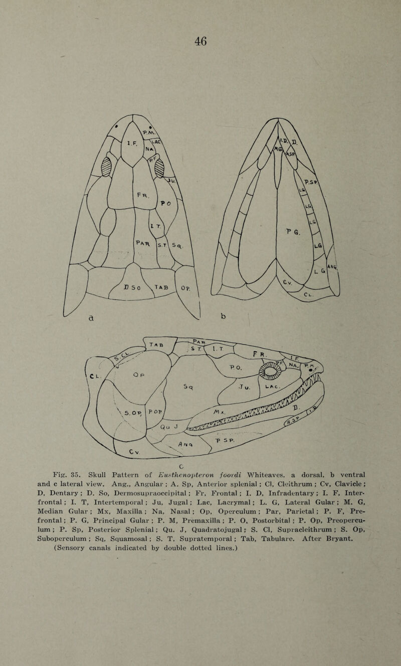 Fig. 35. Skull Pattern of Eusthenoyteron foordi Whiteaves. a dorsal, b ventral and c lateral view. Ang., Angular ; A. Sp, Anterior splenial ; Cl, Cleithrum ; Cv, Clavicle ; D, Dentary; D. So, Dermosupraoccipital ; Fr, Frontal ; I. D, Infradentary; I. F, Inter- frontal ; I. T, Intertemporal ; Ju, Jugal; Lac, Lacrymal; L. G, Lateral Gular; M. G, Median Gular; Mx, Maxilla; Na, Nasal; Op, Operculum; Par, Parietal ; P. F, Pre- frontal ; P. G, Principal Gular ; P. M, Premaxilla ; P. O, Postorbital ; P. Op, Preopercu- lum ; P. Sp, Posterior Splenial; Qu. J, Quadratojugal; S. Cl, Supracleithrum; S. Op, Suboperculum; Sq, Squamosal ; S. T, Supratemporal; Tab, Tabulare. After Bryant. (Sensory canals indicated by double dotted lines.)