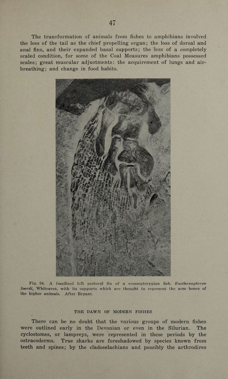 The transformation of animals from fishes to amphibians involved the loss of the tail as the chief propelling organ; the loss of dorsal and anal fins, and their expanded basal supports; the loss of a completely scaled condition, for some of the Coal Measures amphibians possessed scales; great muscular adjustments: the acquirement of lungs and air- breathing; and change in food habits. Fig. 36. A fossilized left pectoral fin of a erossopterygian fish, Eusthenopteron foordi, Whiteaves, with its supports which are thought to represent the arm bones of the higher animals. After Bryant. THE DAWN OF MODERN FISHES There can be no doubt that the various groups of modern fishes were outlined early in the Devonian or even in the Silurian. The cyclostomes, or lampreys, were represented in these periods by the ostracoderms. True sharks are foreshadowed by species known from teeth and spines; by the cladoselachians and possibly the arthrodires